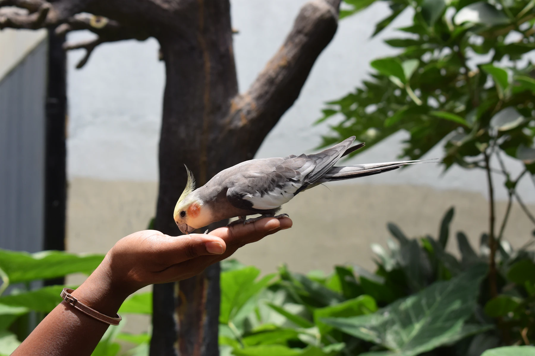 A grey cockatiel standing on an outstretched hand, eating from the palm