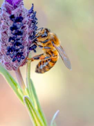 A bee is pollinating a purple flower.