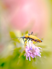 A small bug is perched on a flower.