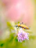A small bug is perched on a flower.