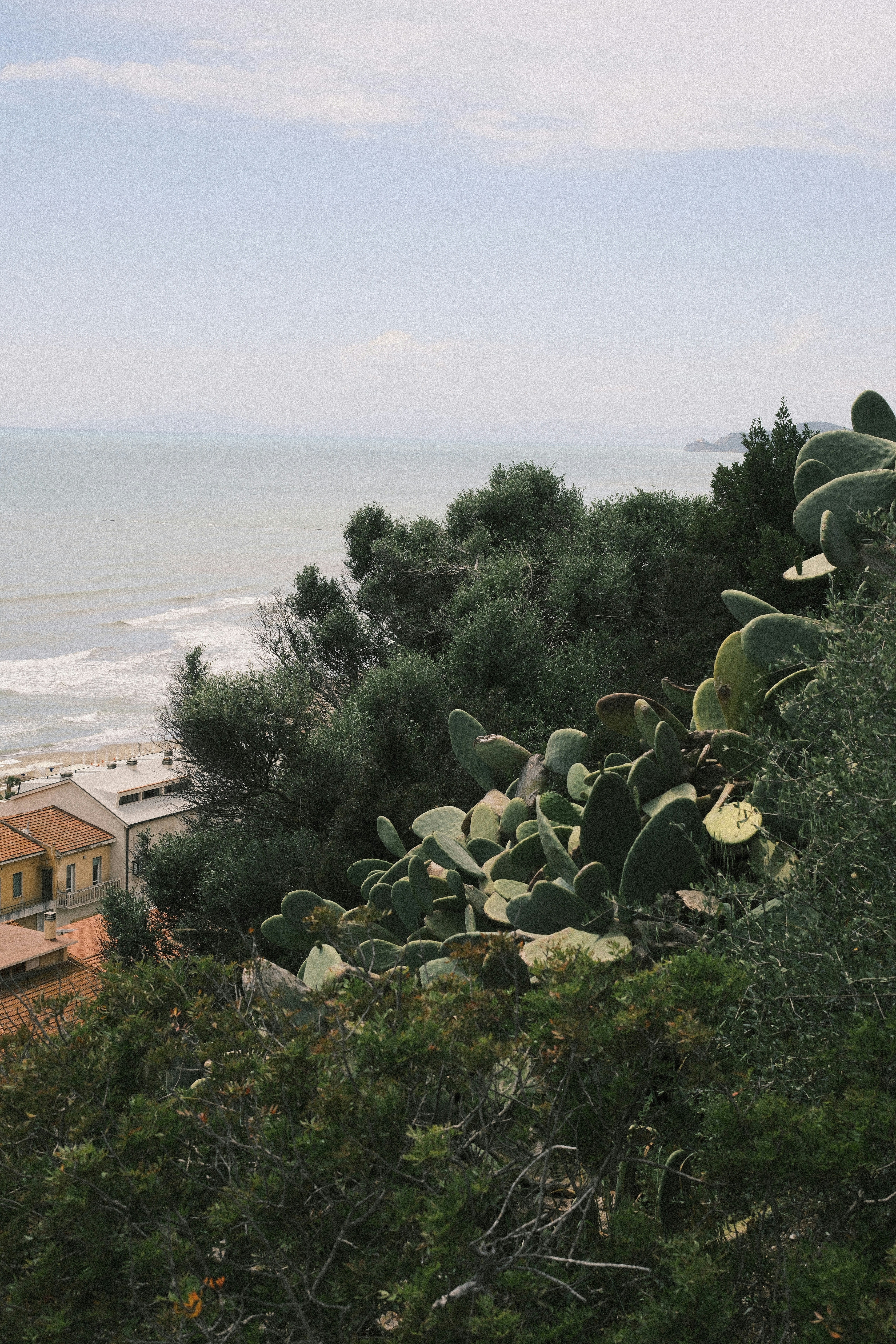 Cactus and ocean view from an elevated location.