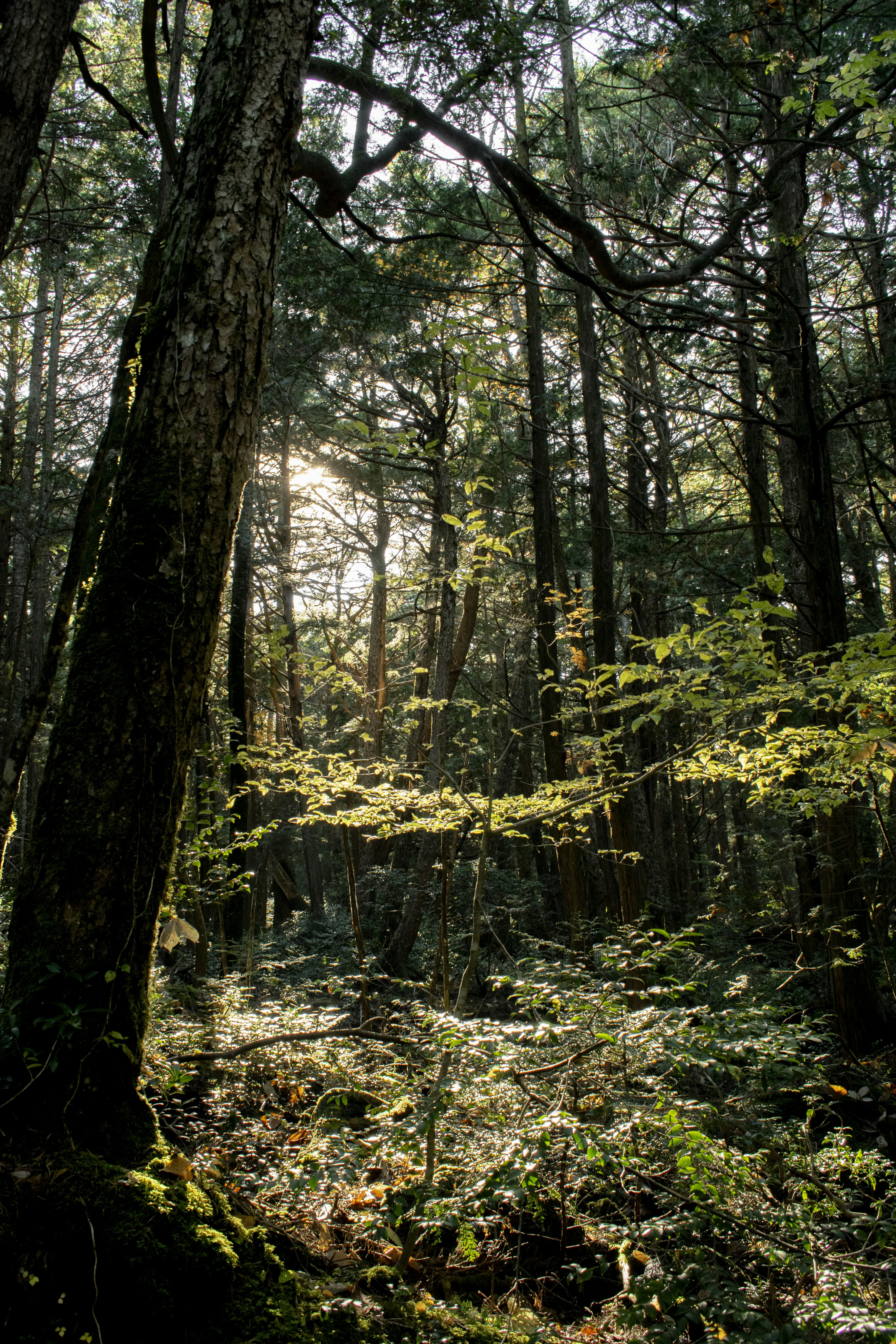 Photo by thisisnotasimulation