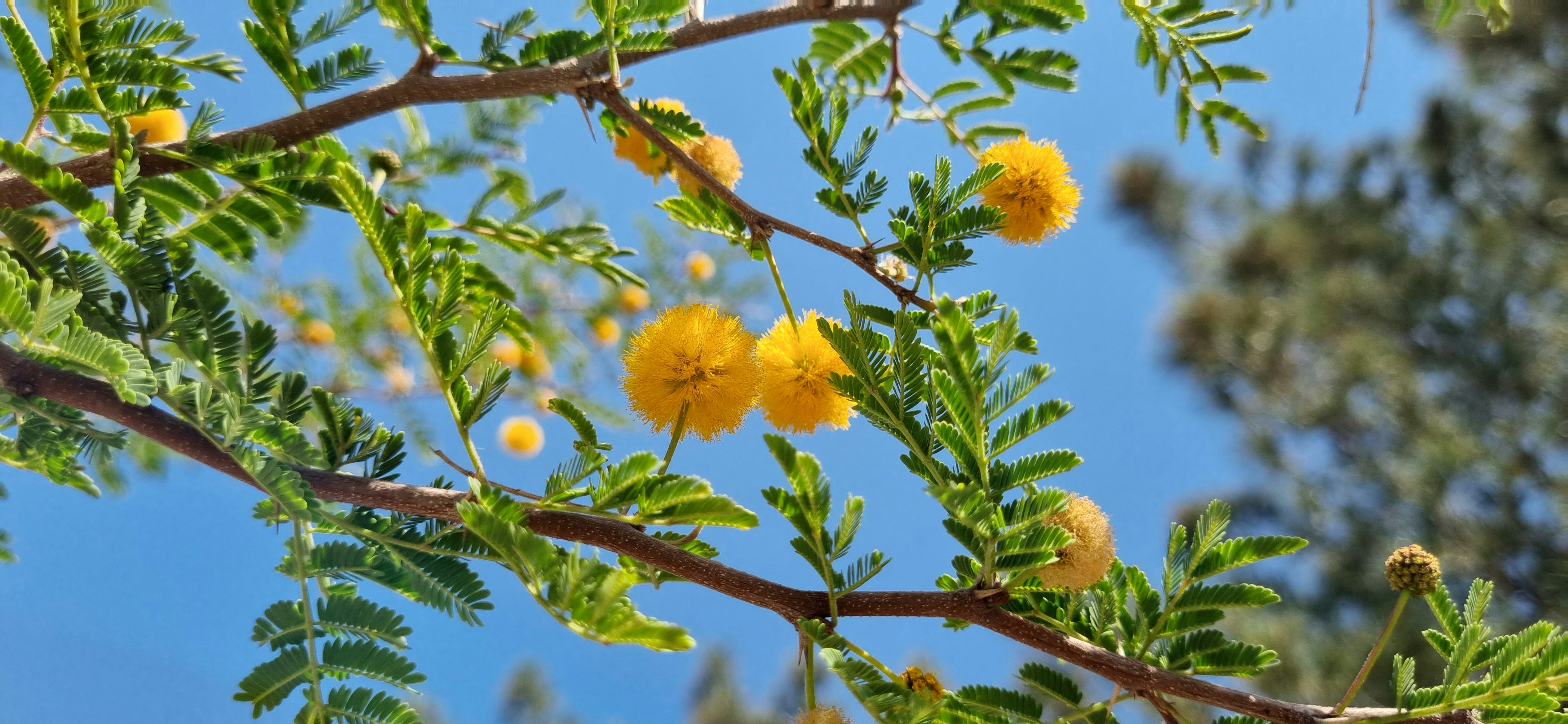Yellow flowers bloom on a tree.
