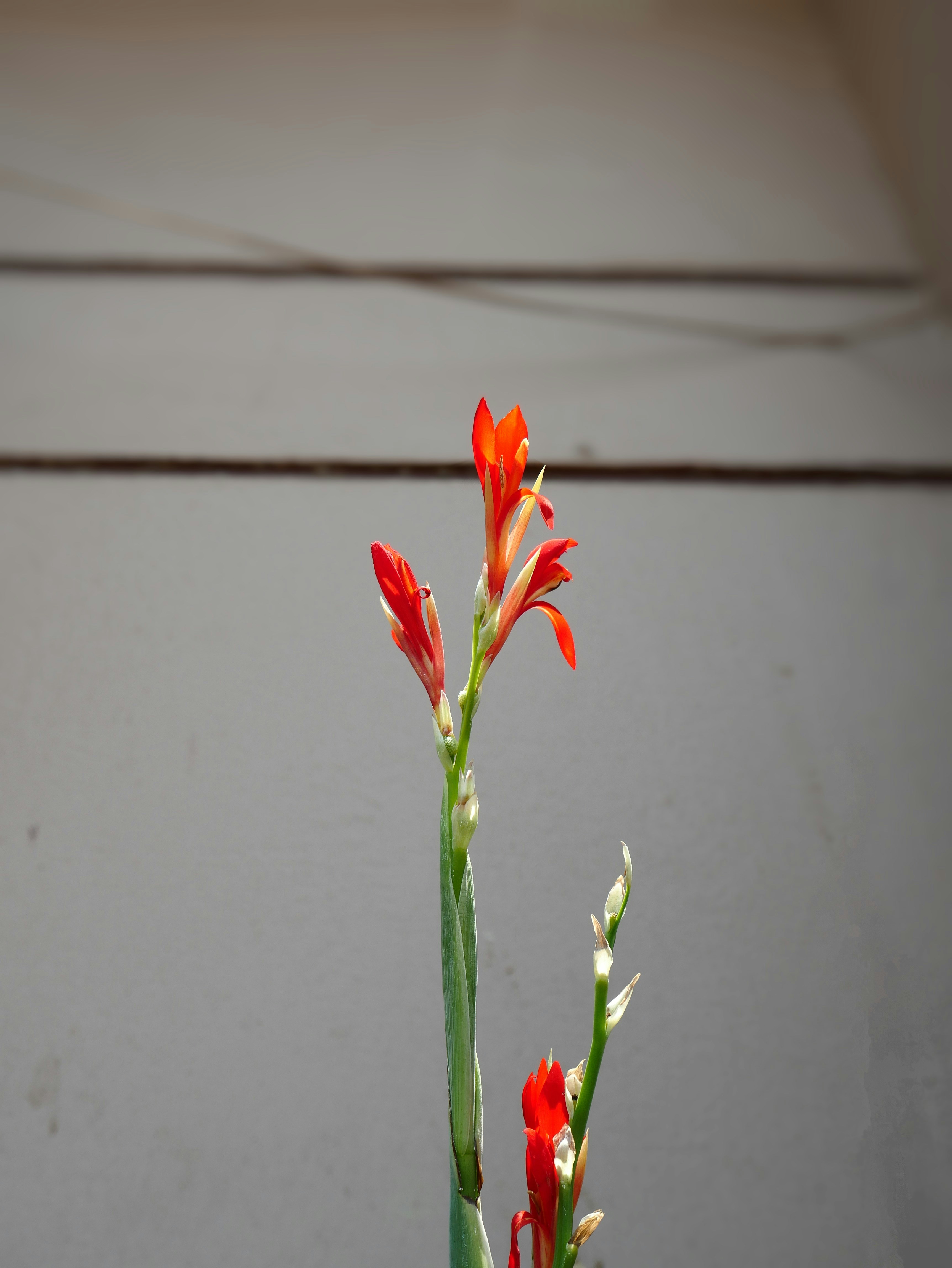 Bunga-bunga merah cerah mekar dengan latar belakang netral.