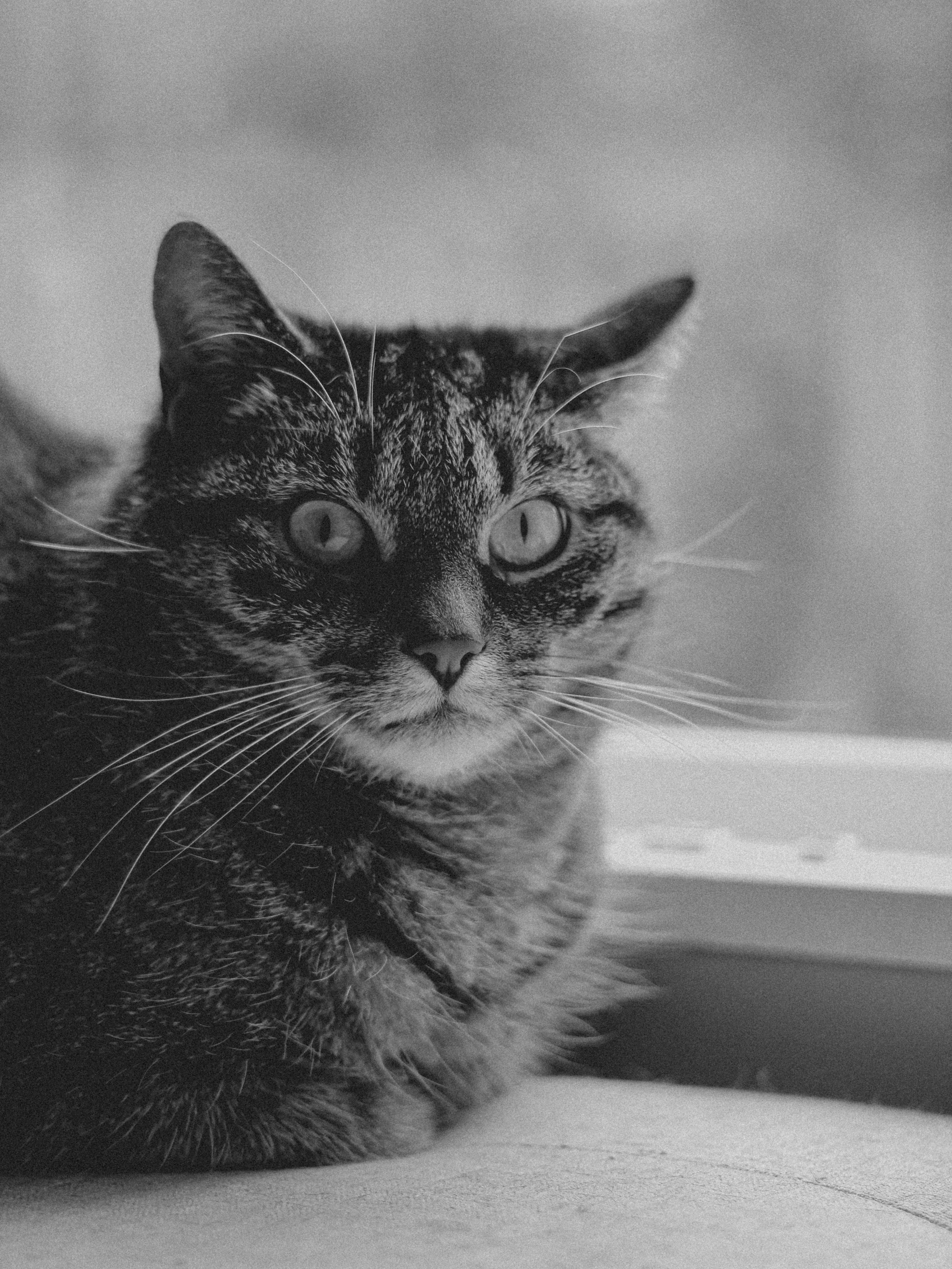 Photo by linusbelanger