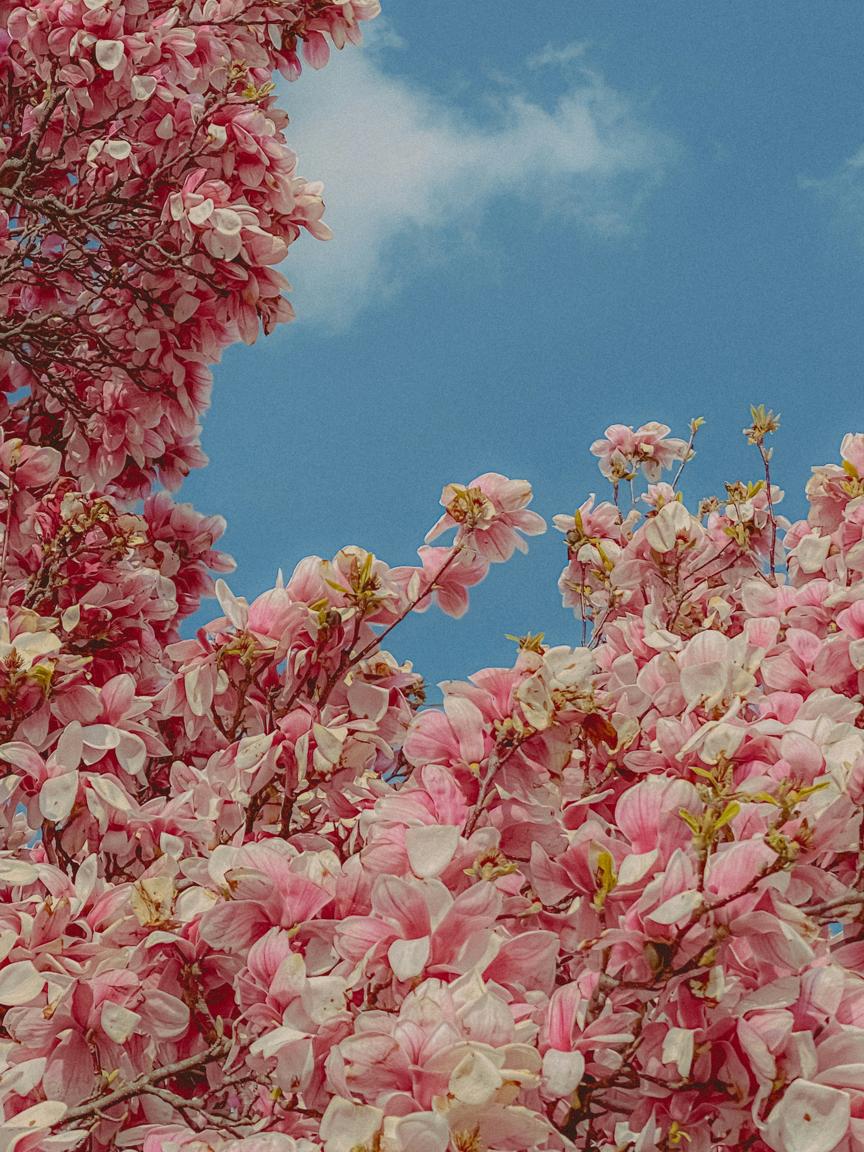 Photo by linusbelanger