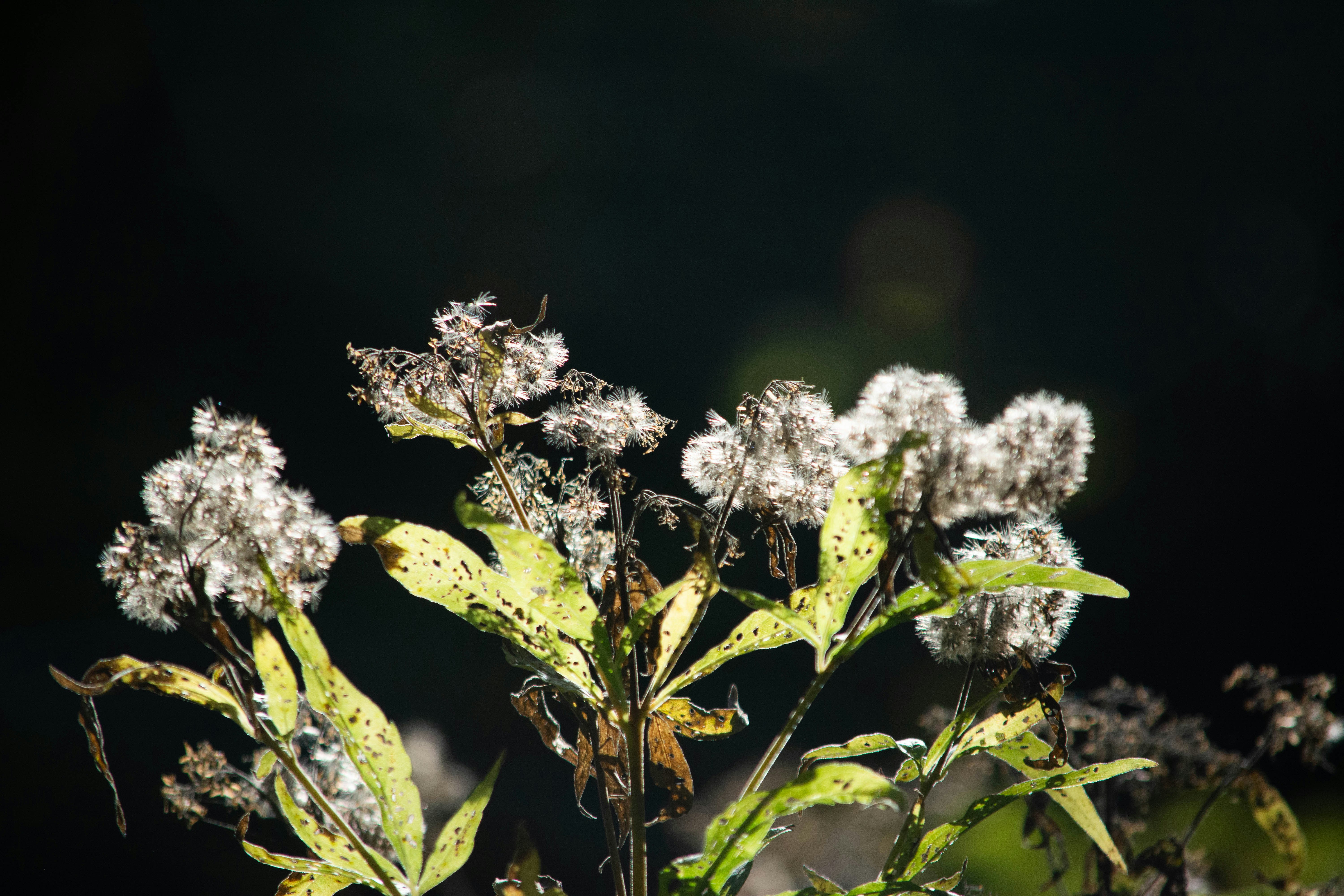 Some dried flowers against a dark background