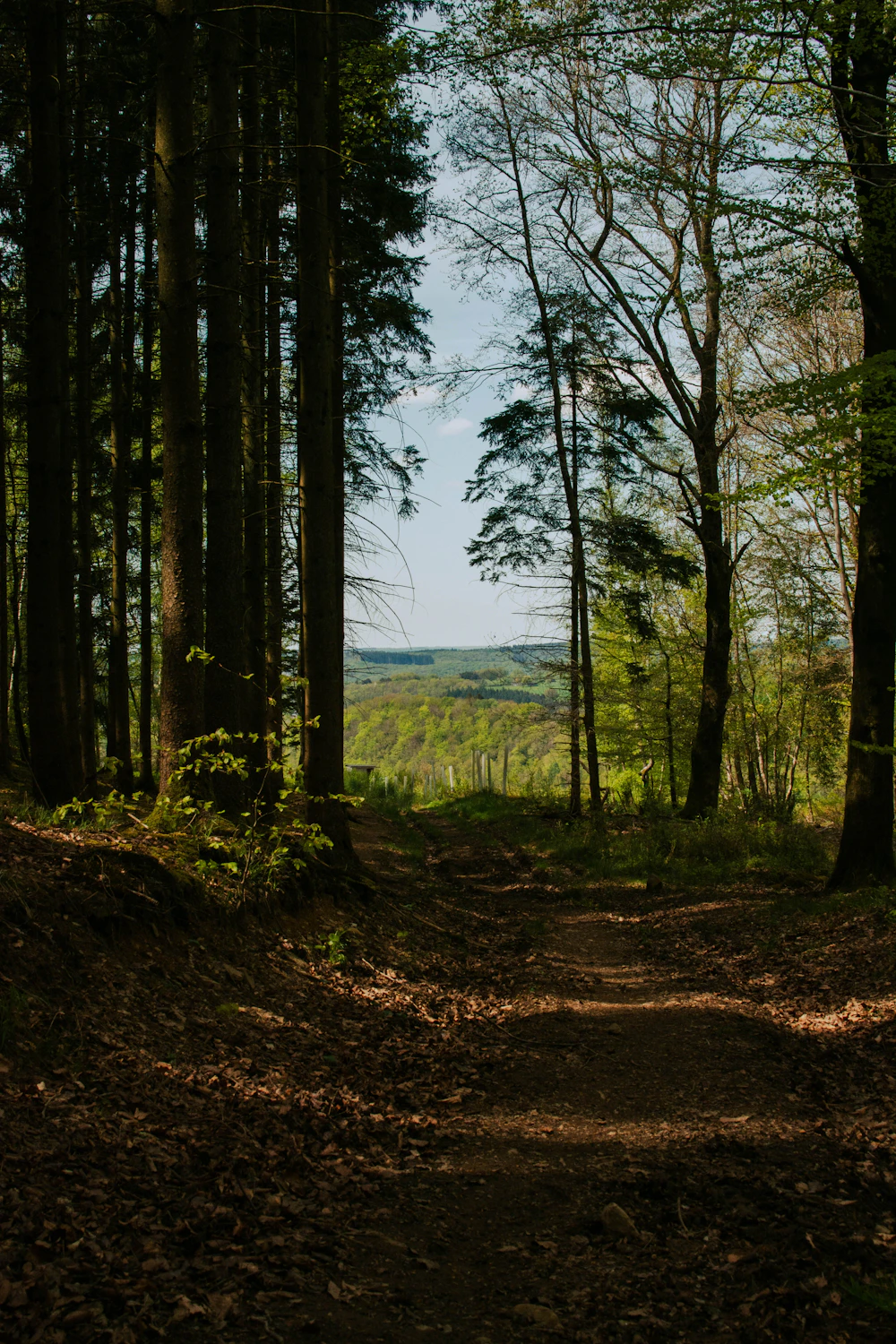 Green class in Lichtaart Kempen woodland Belgium