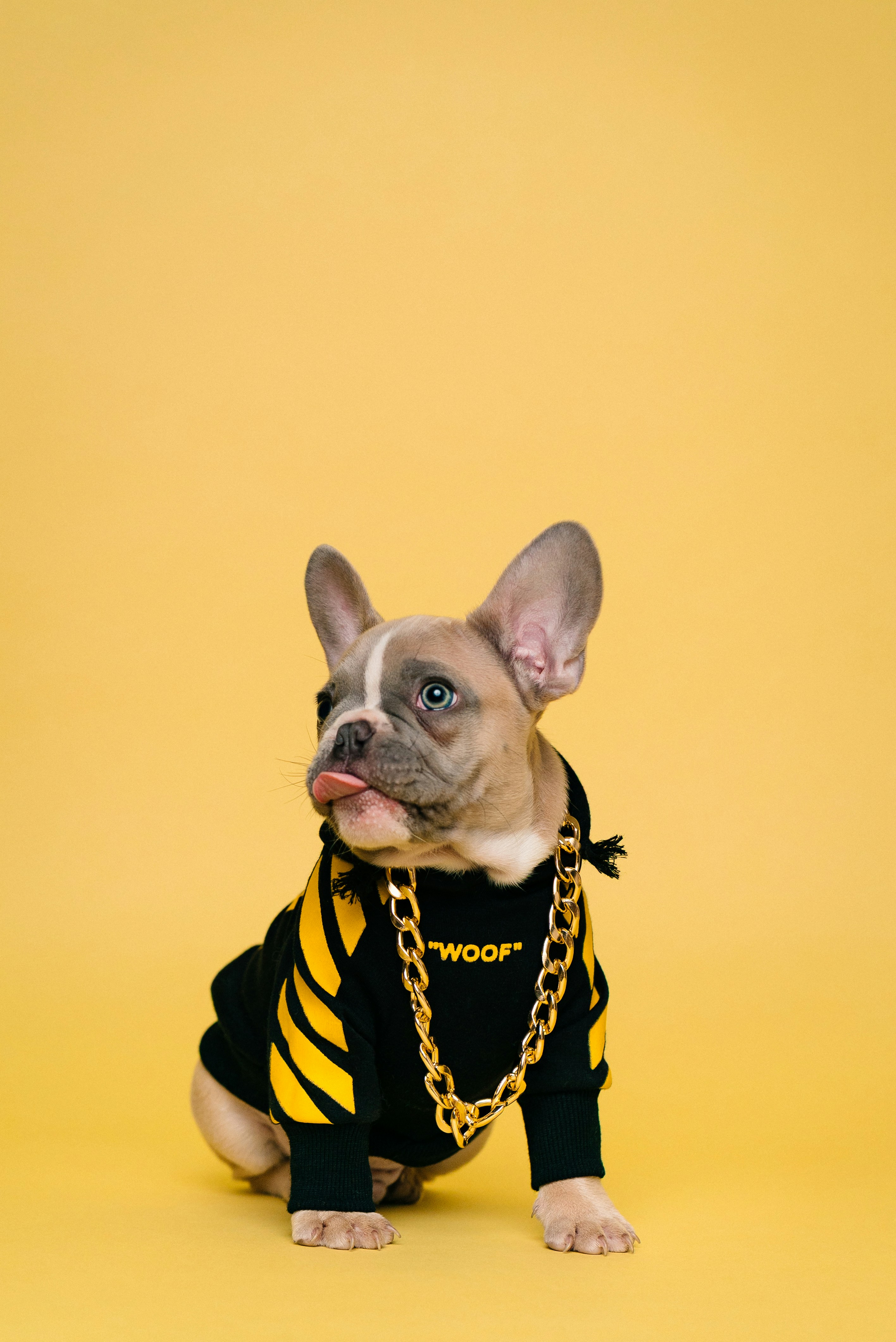 A french bulldog in a hoodie and gold chain.