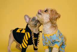 Two stylish dogs are showing affection on a yellow background.