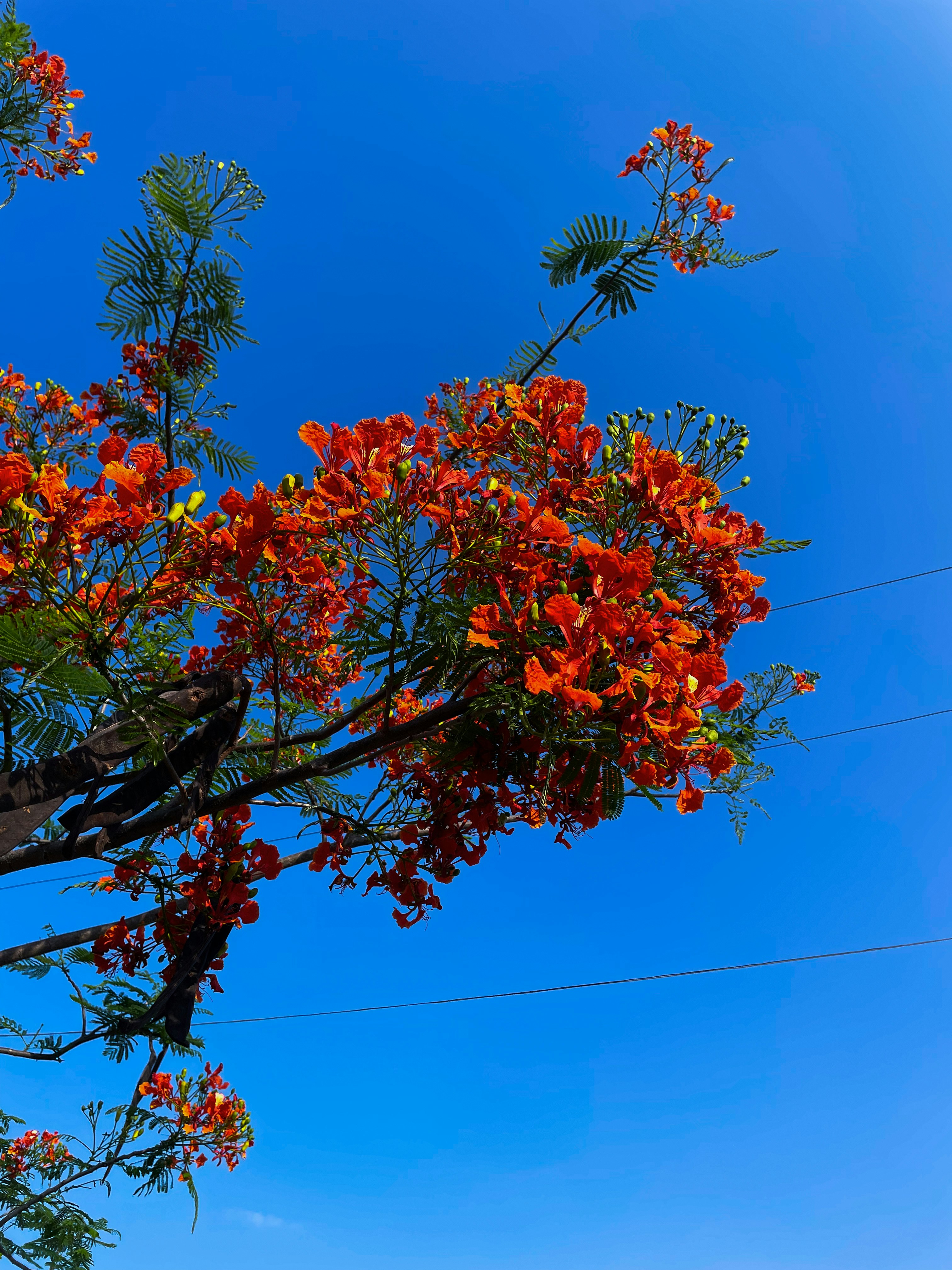 Photo by pineapplexpizza