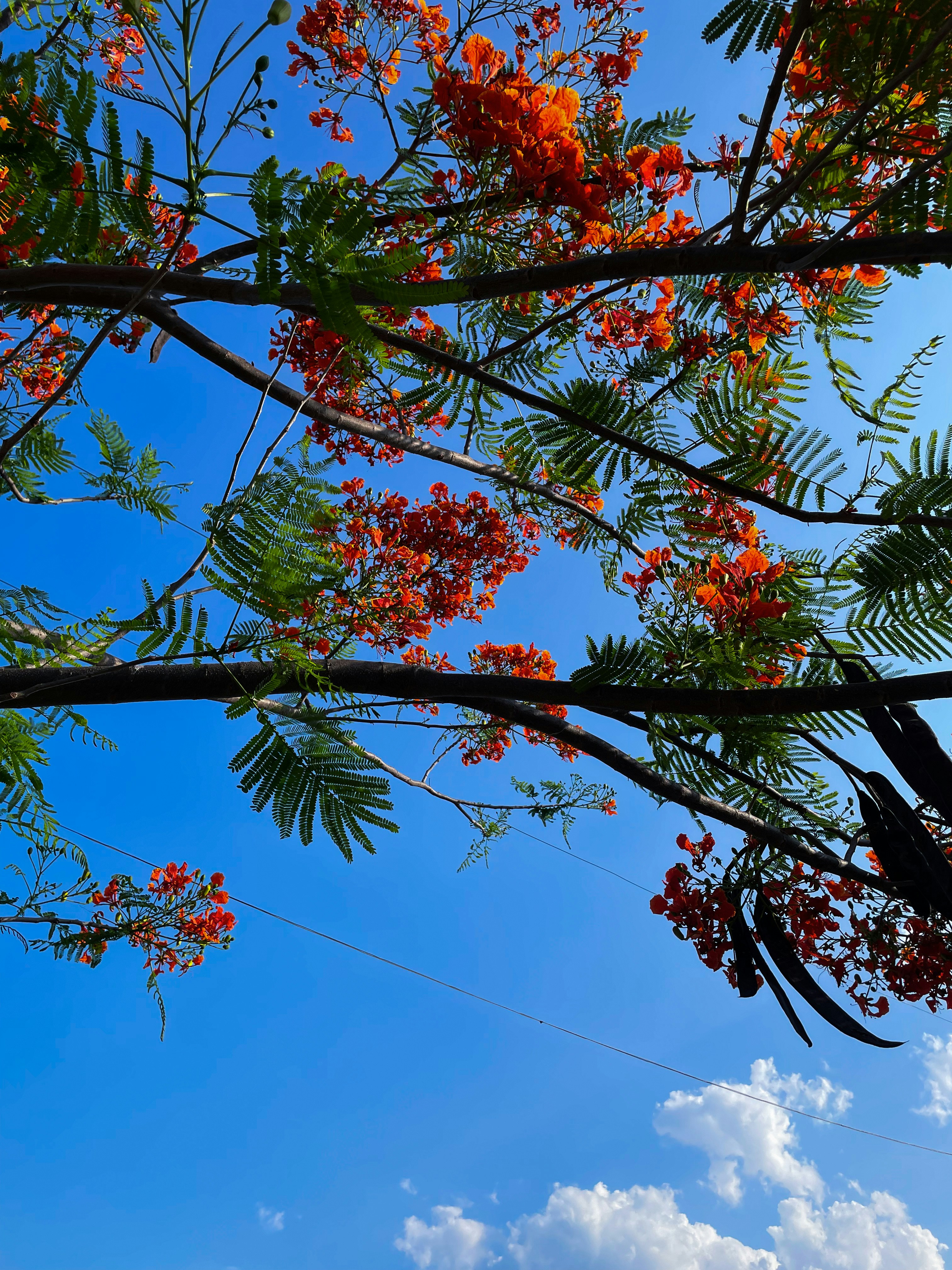 Photo by pineapplexpizza