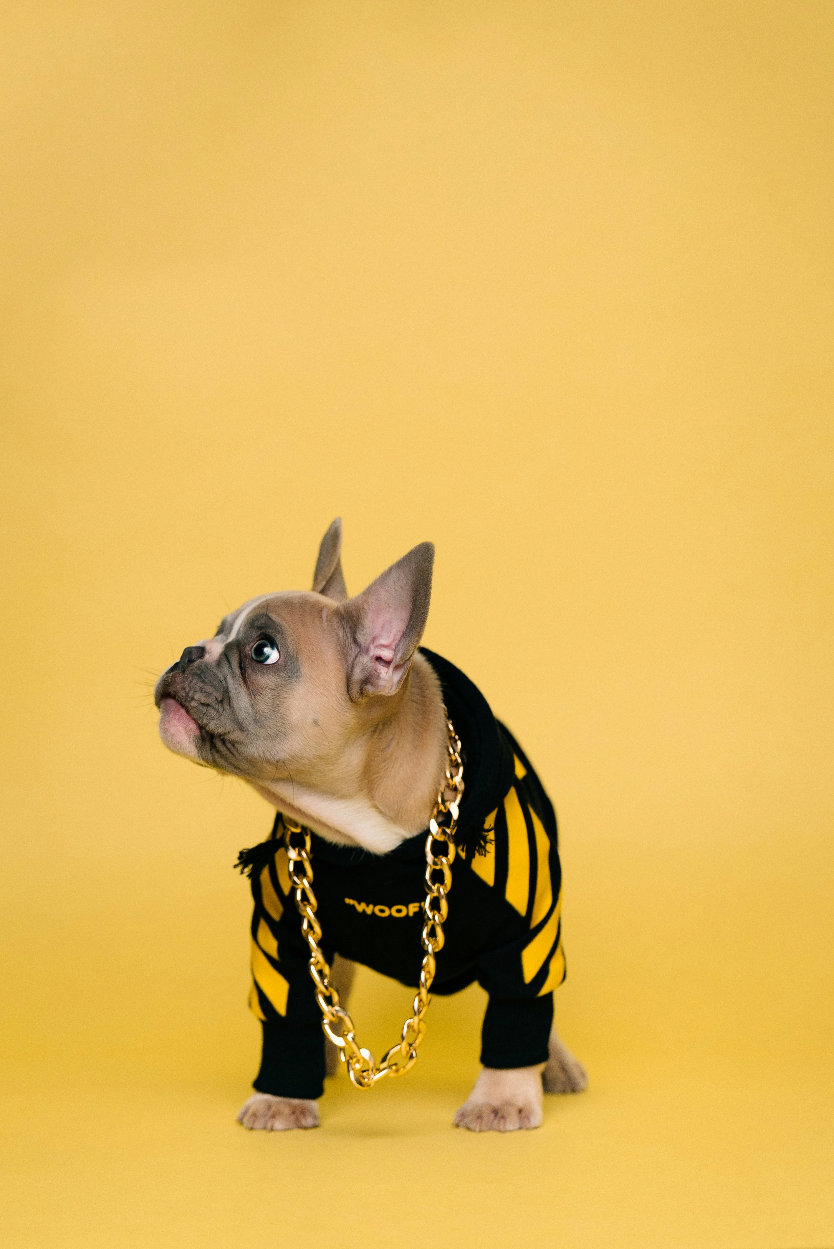 Cool dog dressed in fashionable streetwear.
