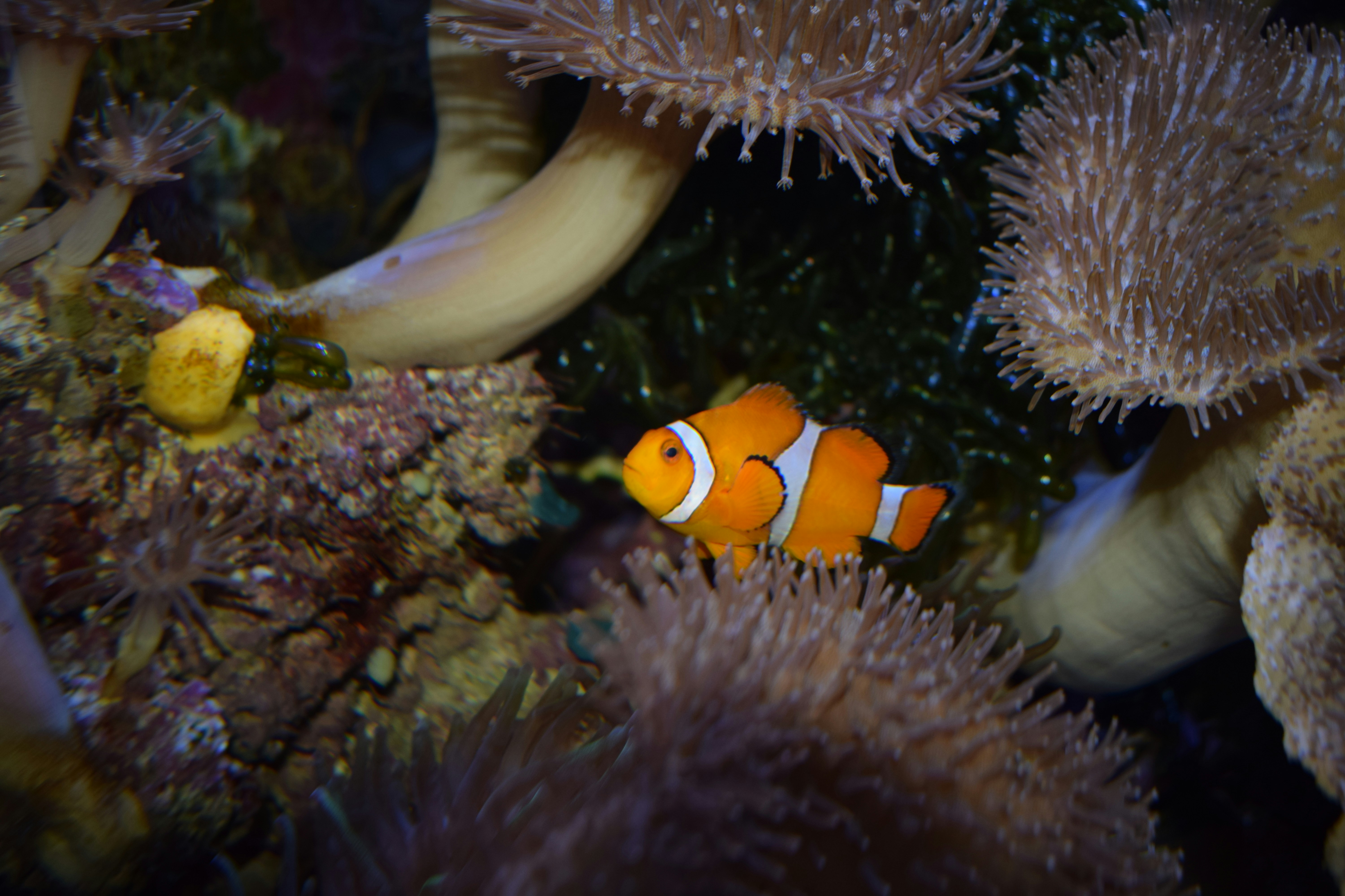 Photo by inclicks_by_nikita