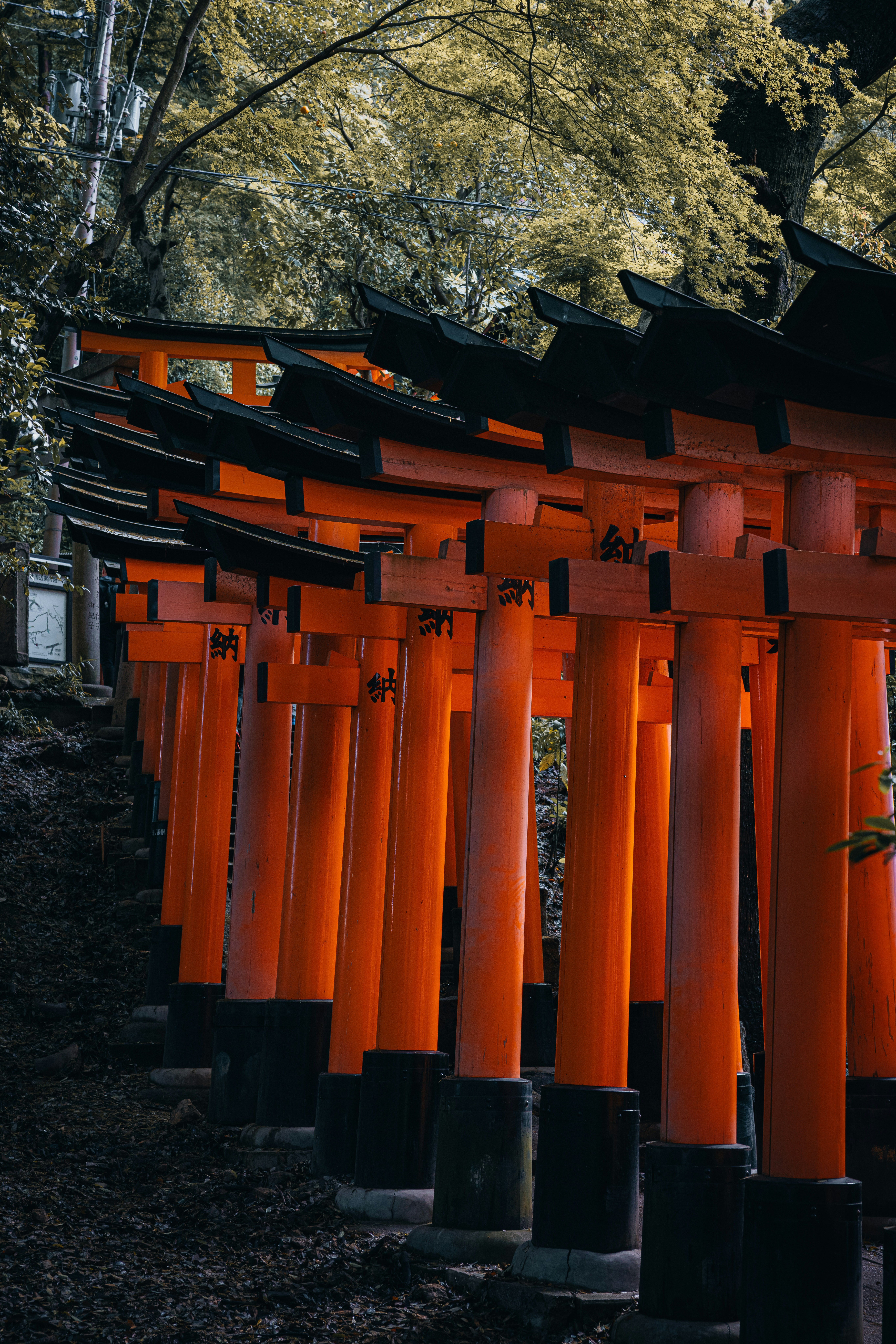 Rows of vibrant orange torii gates stand tall.
