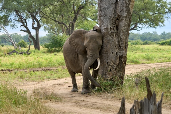 South Luangwa