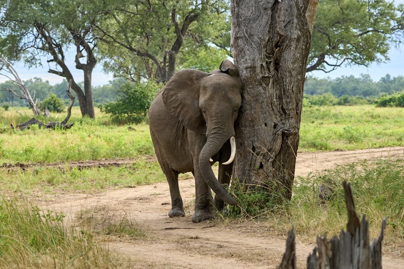 South Luangwa