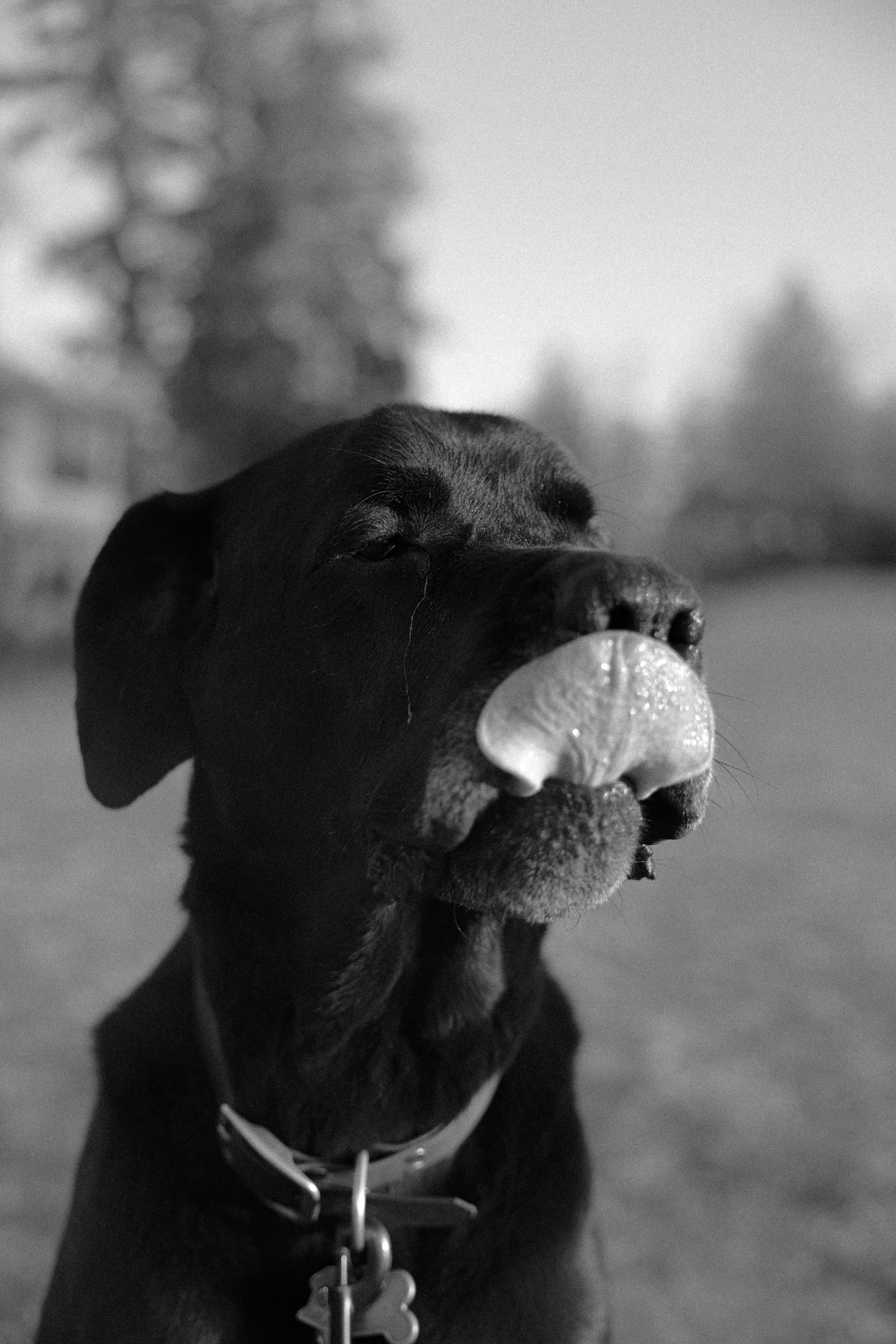 Un perro negro se lame la nariz.