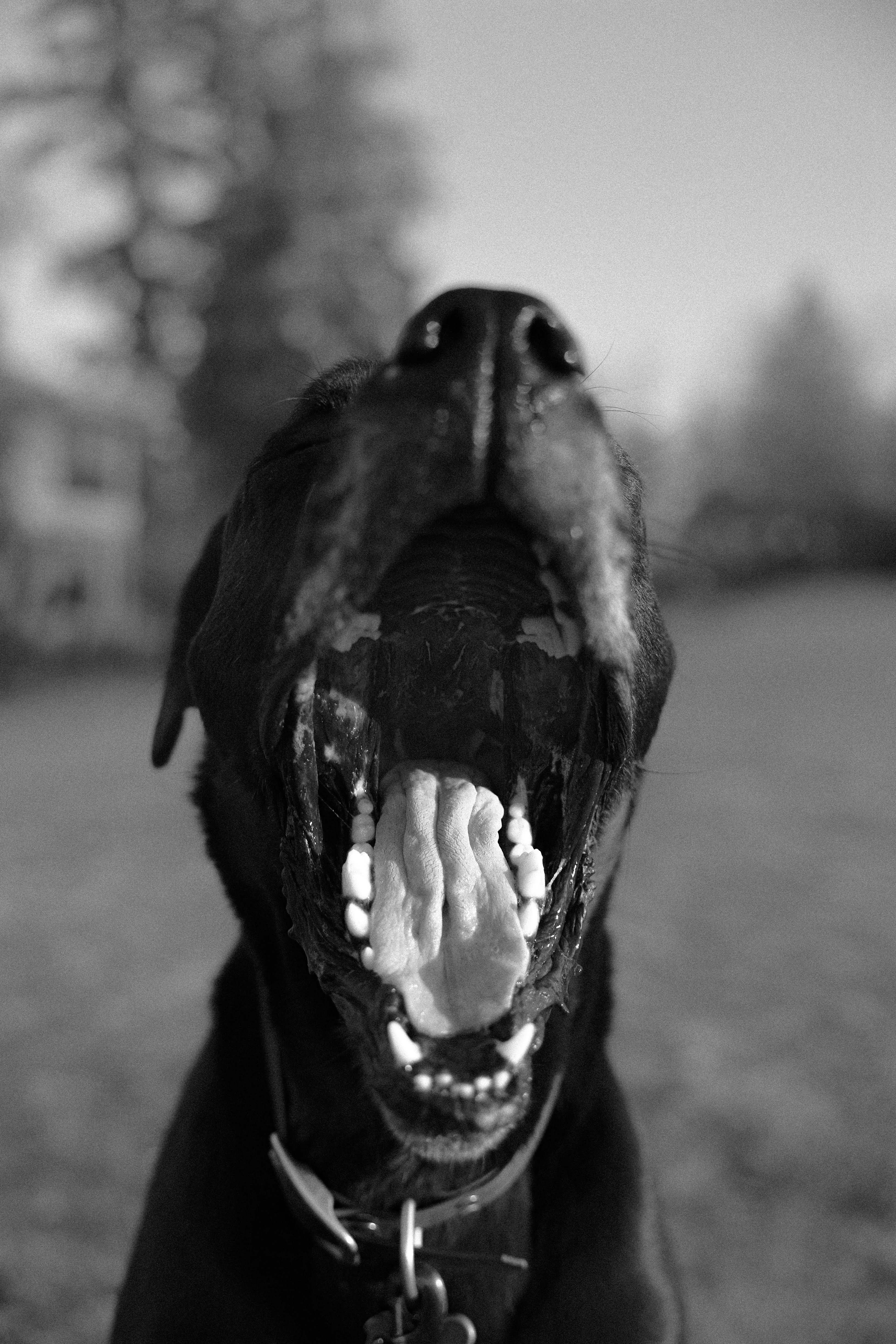 Un chien noir bâille largement, en gros plan.