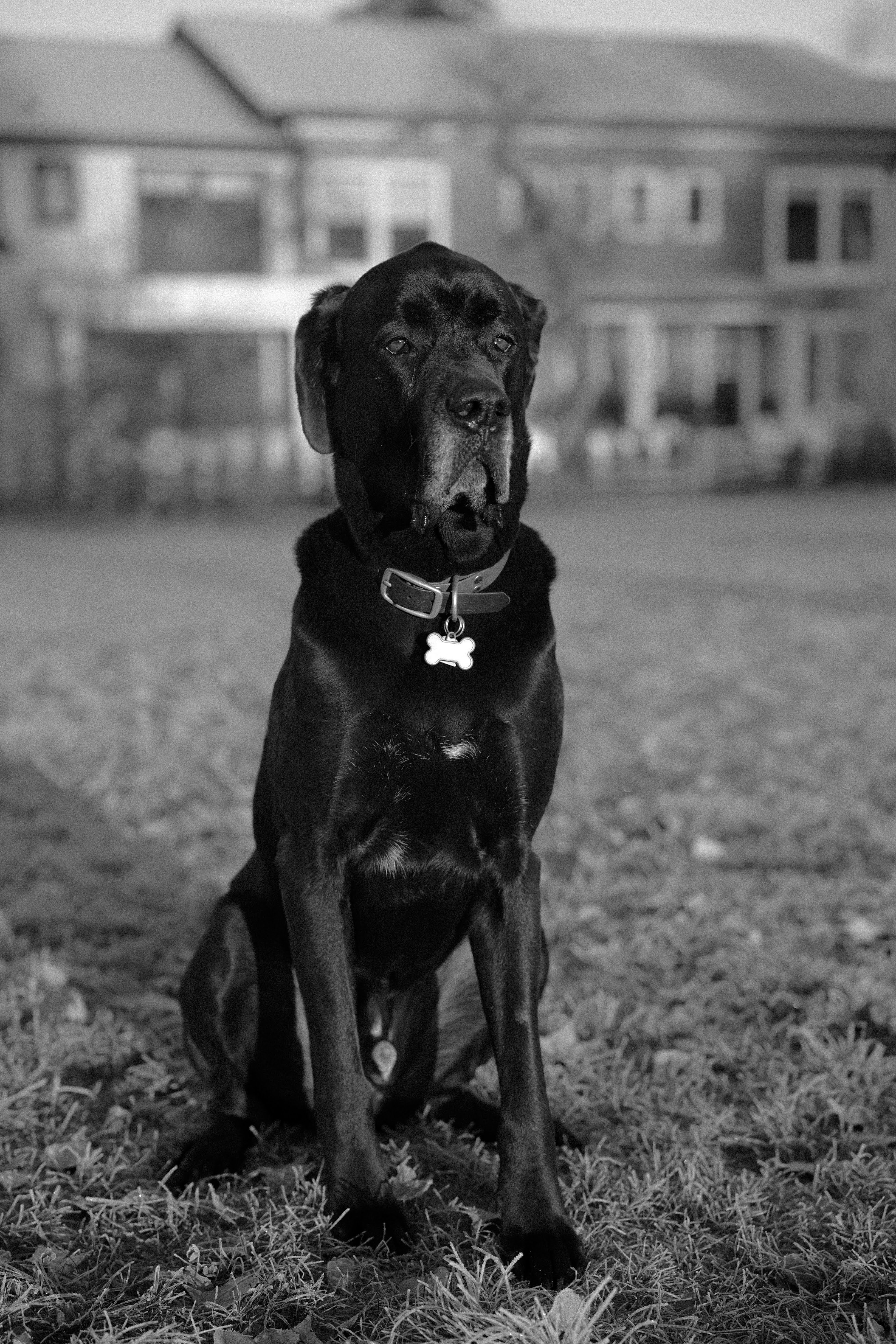Le chien noir est assis avec contentement à l’extérieur.