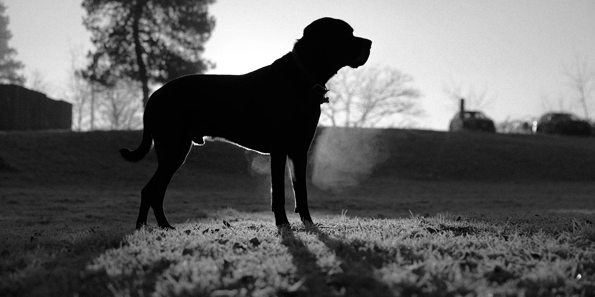 A dog silhouette stands in a field