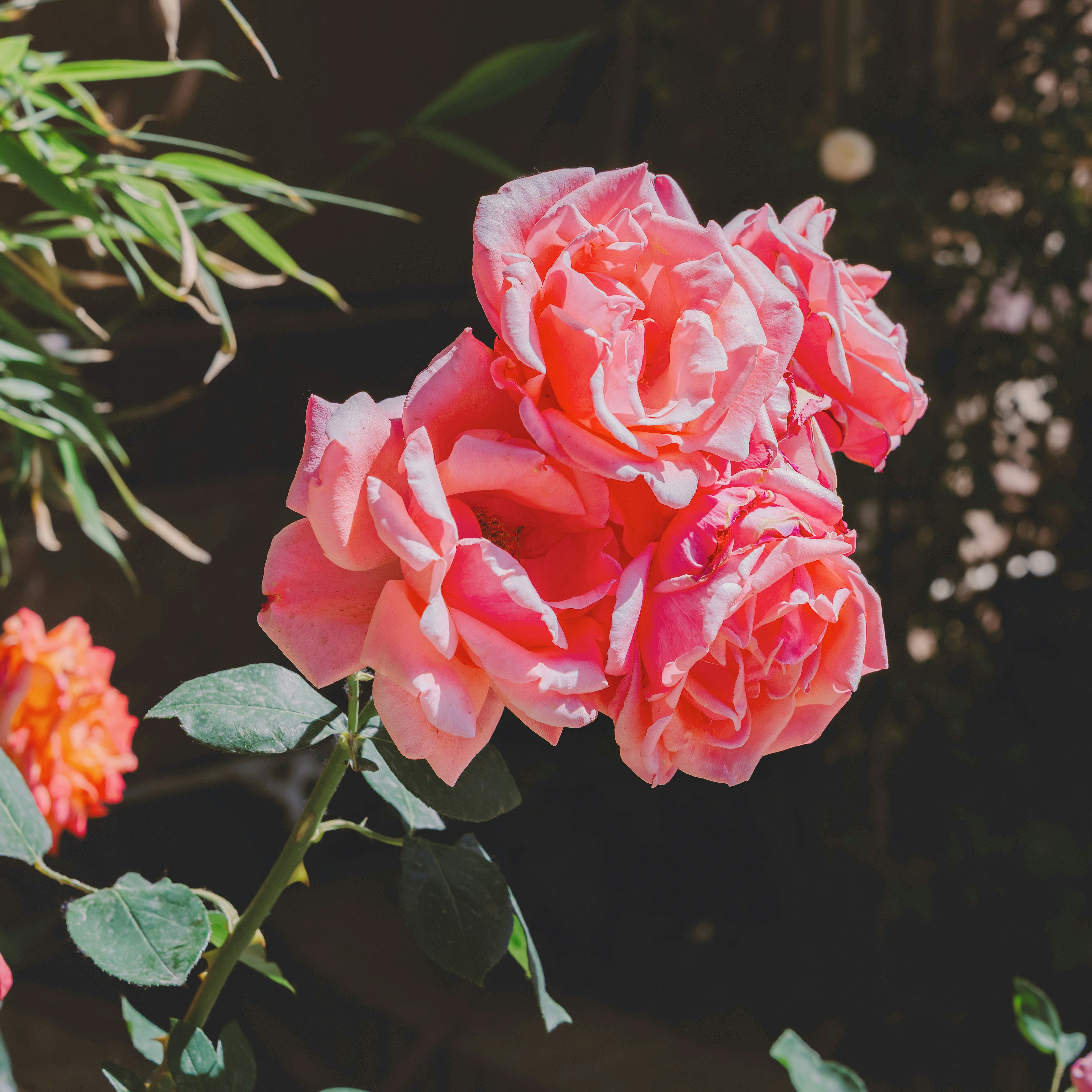 Rosa rosada en flor durante el día foto – Imagen de Rosas rojas gratuita en  Unsplash, image size:3000x3000