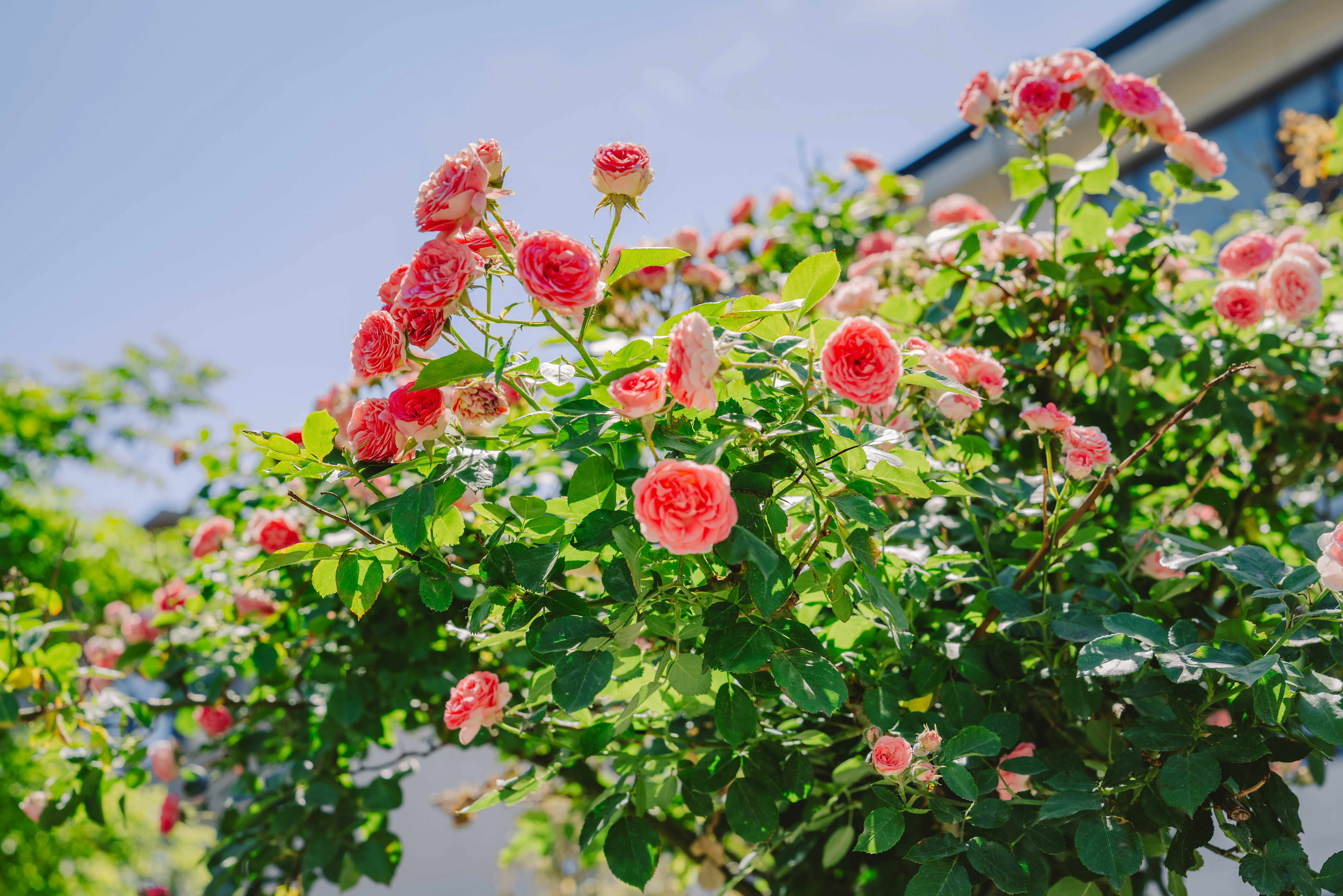 Photo by wangbinghua