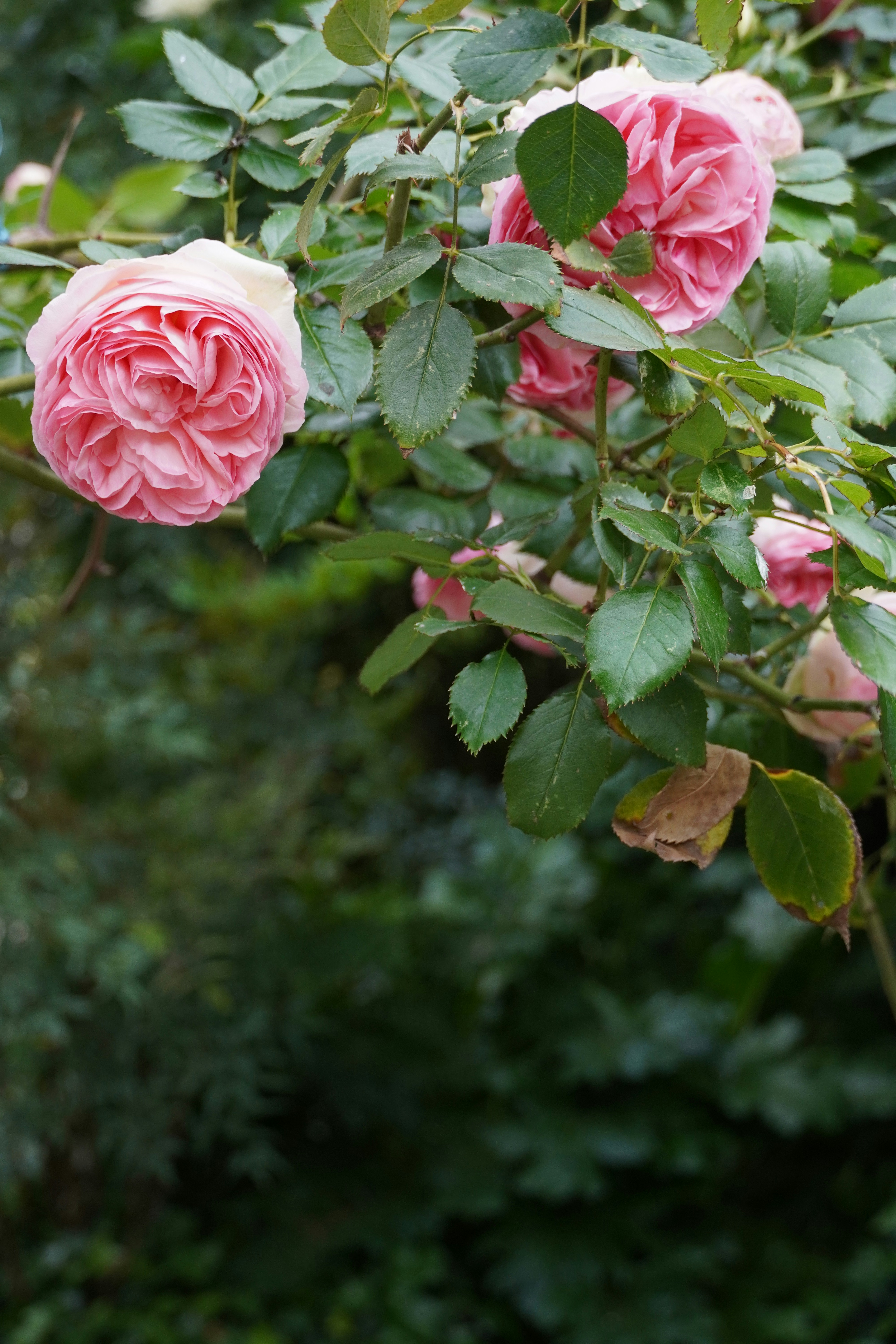 Photo by calecrunchy