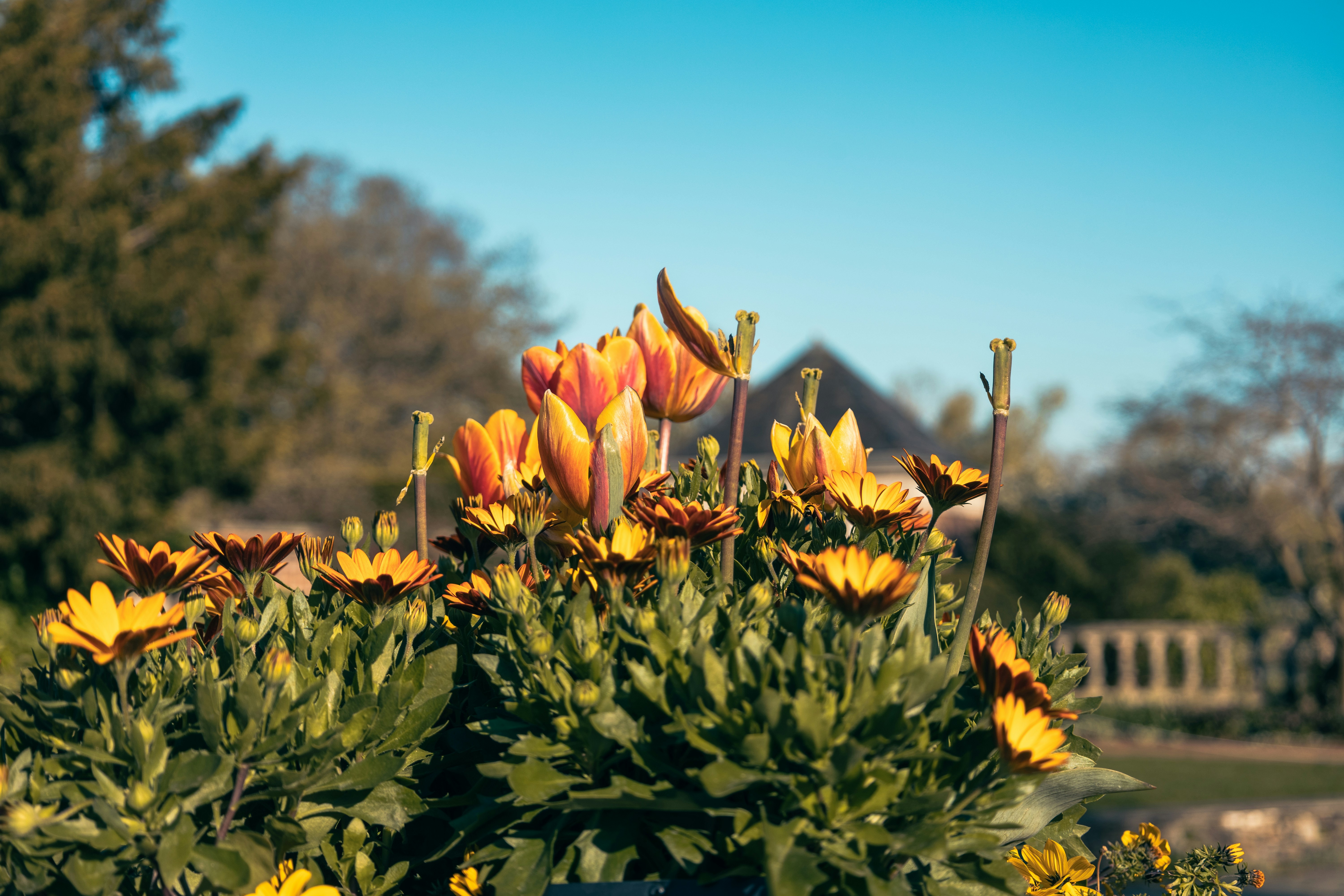 Bright flowers bloom under a clear, blue sky.