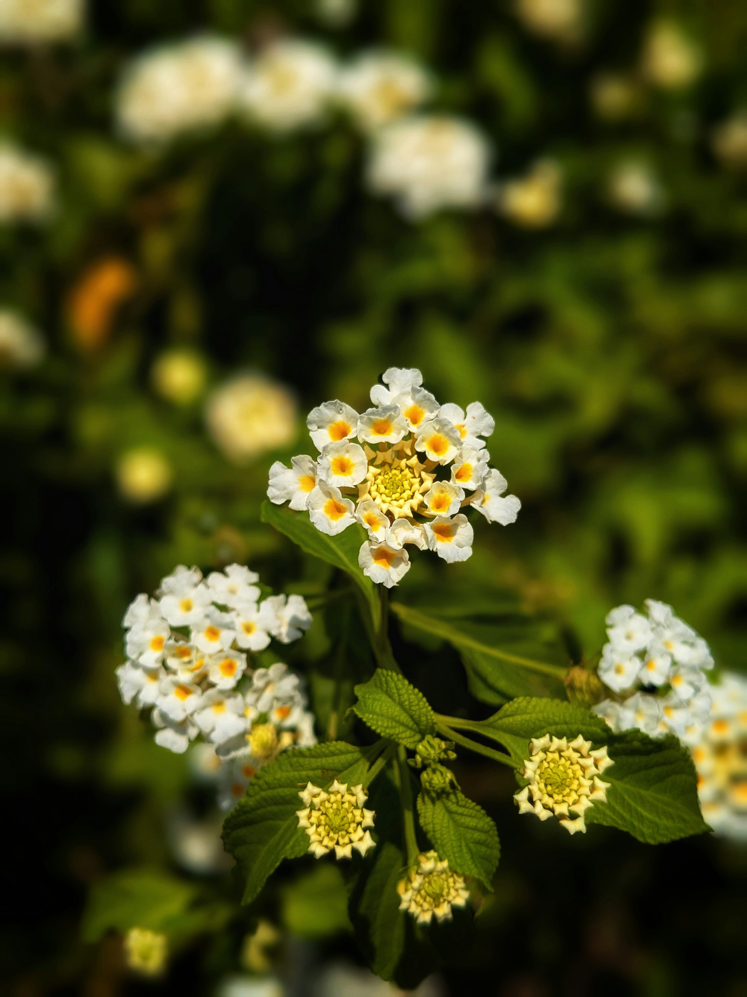 Photo by rishabh_tripathi