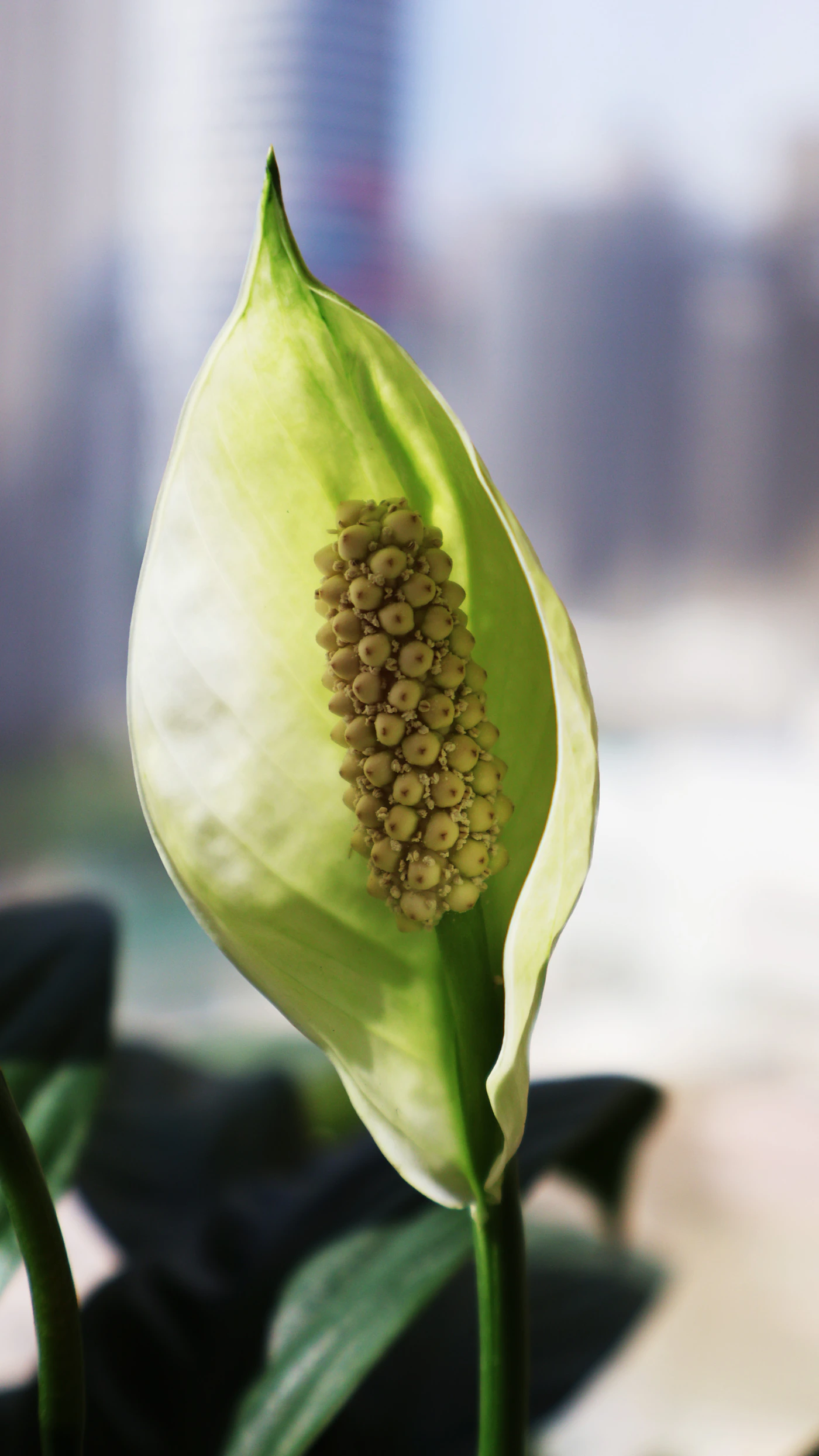 Spathiphyllum en fleur, feuillage vert et fleur blanche