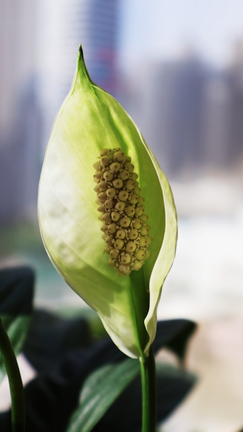 Peace lily flower