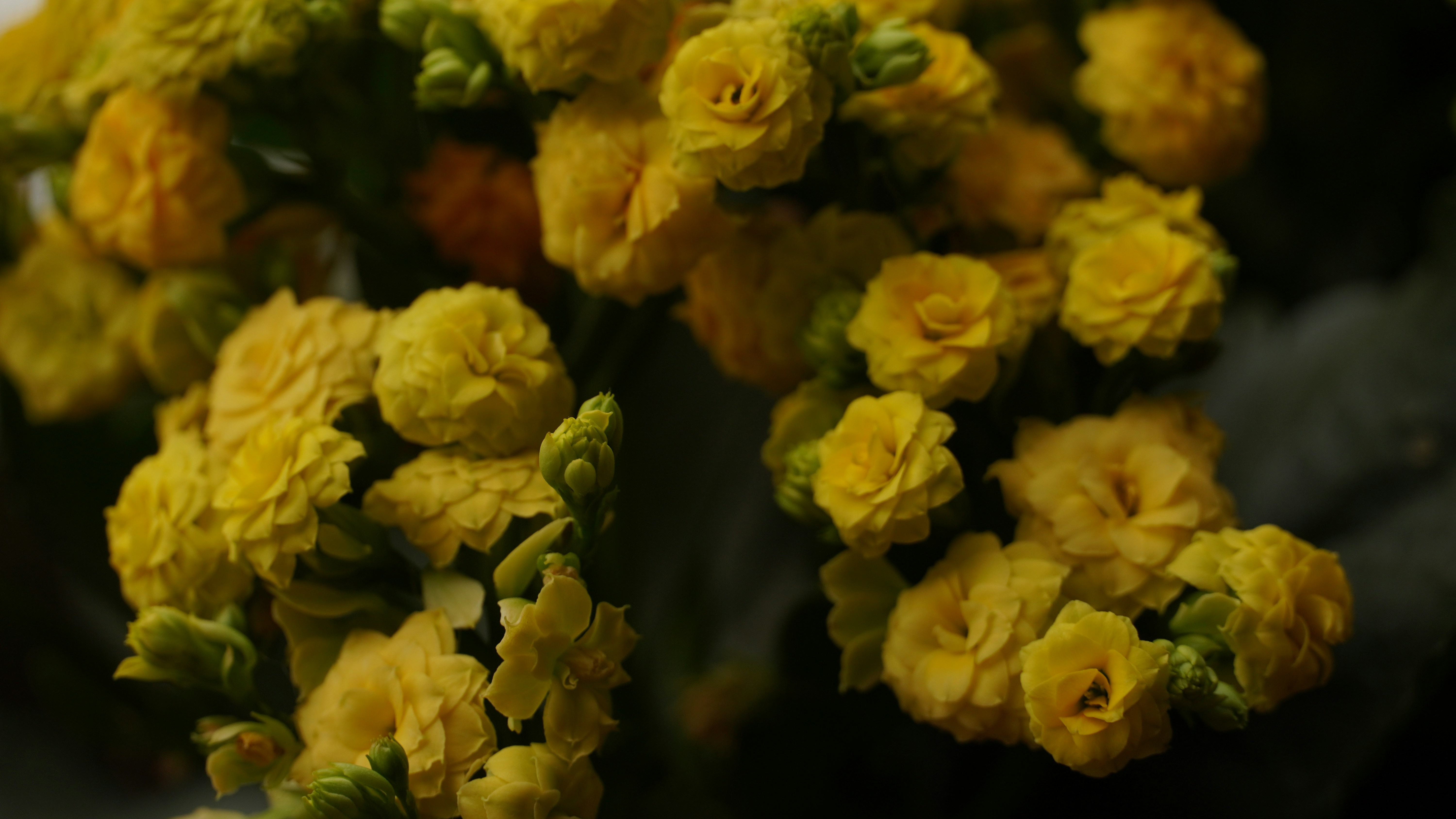 Photo by oleksandra_sereda