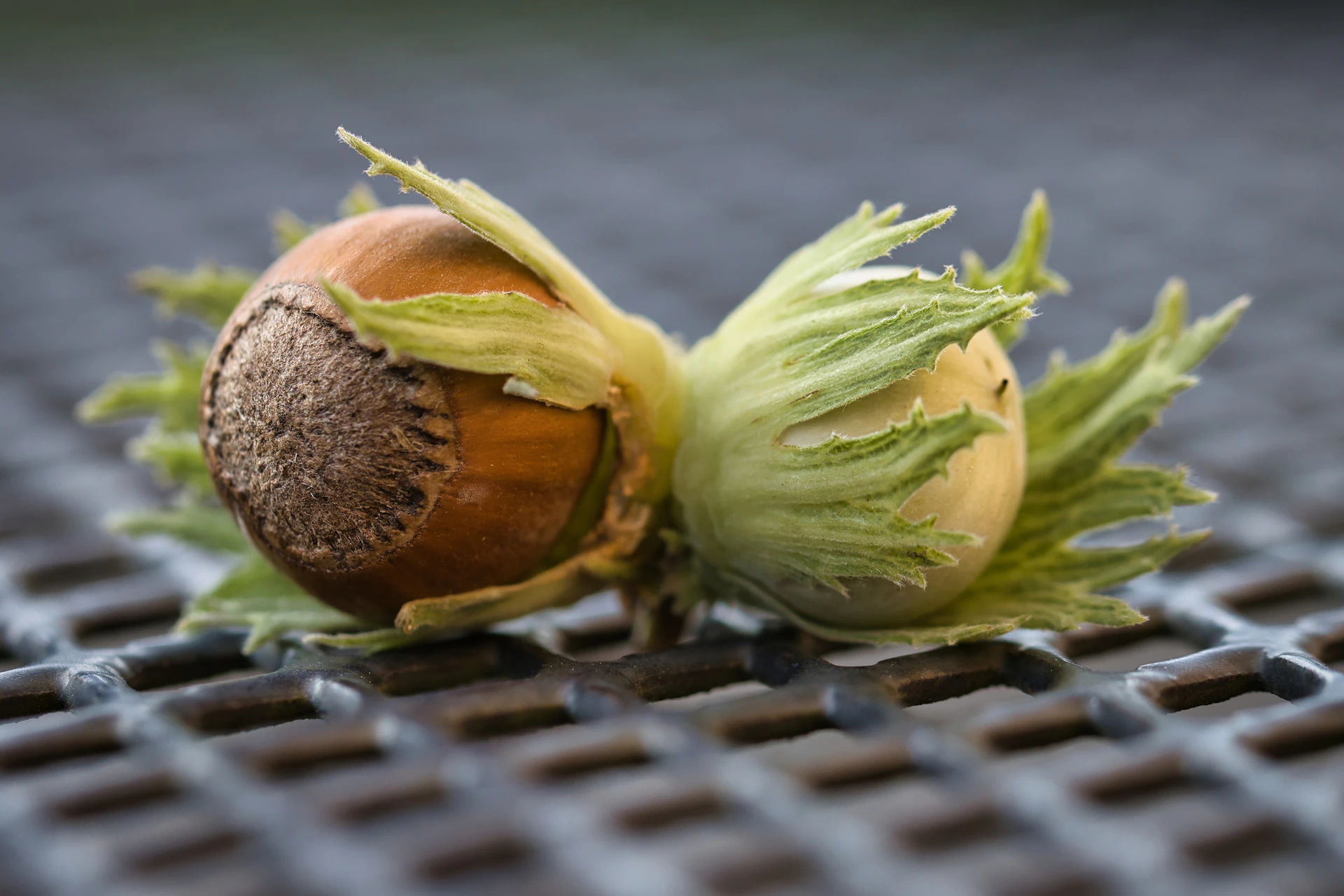 Two hazelnuts are displayed on a patterned surface