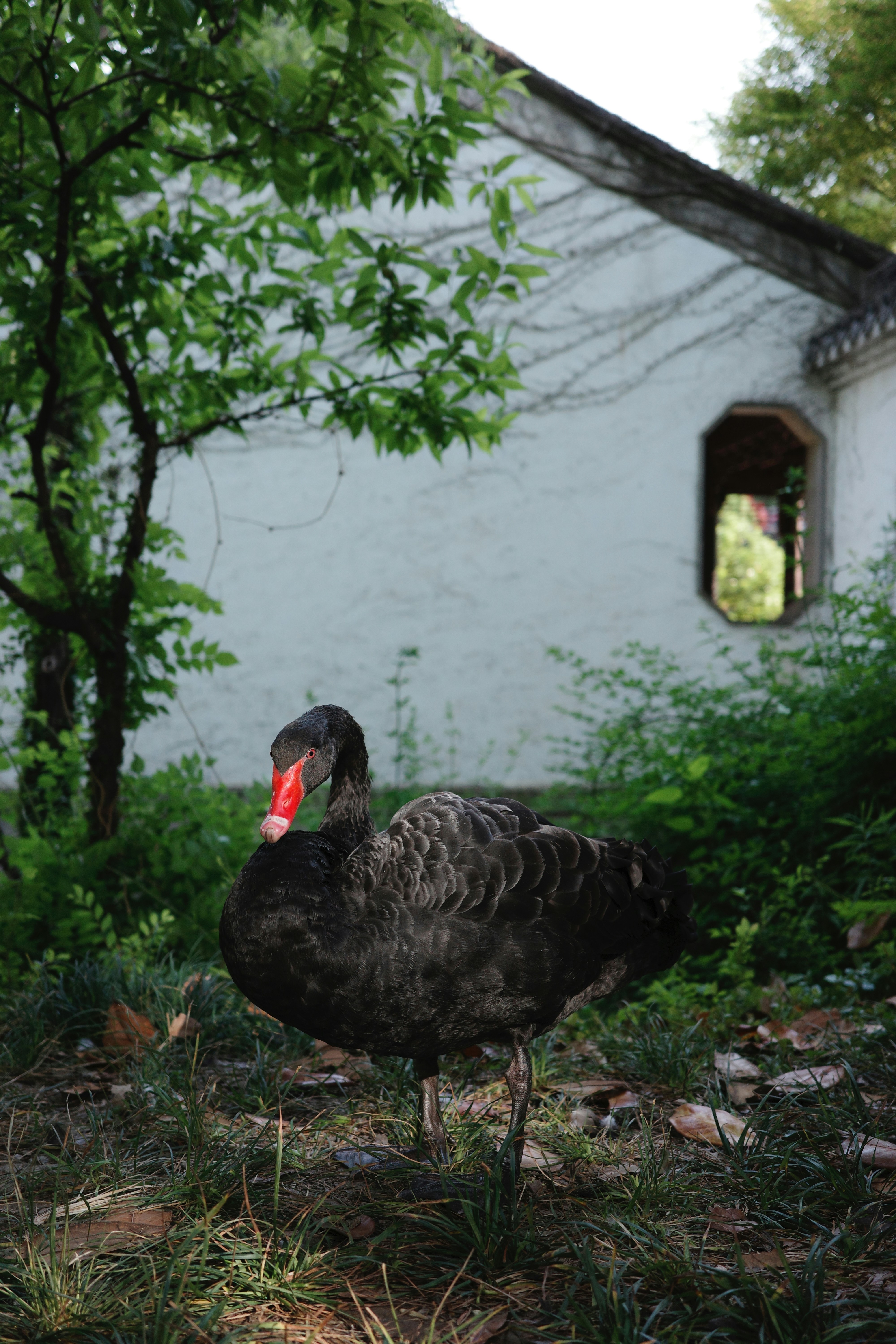 A black swan stands in front of a white building.