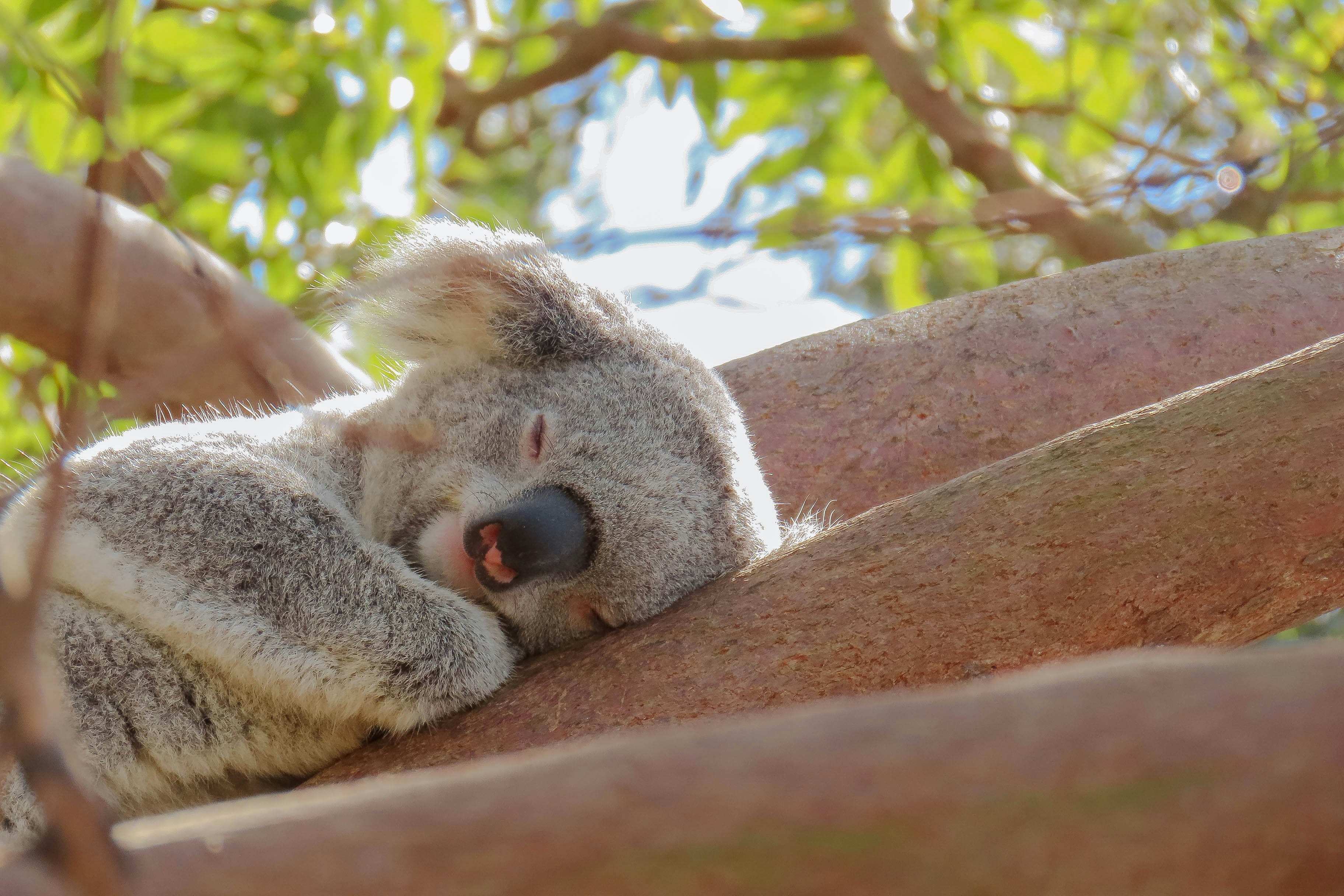 A koala bear is sleeping comfortably in a tree.