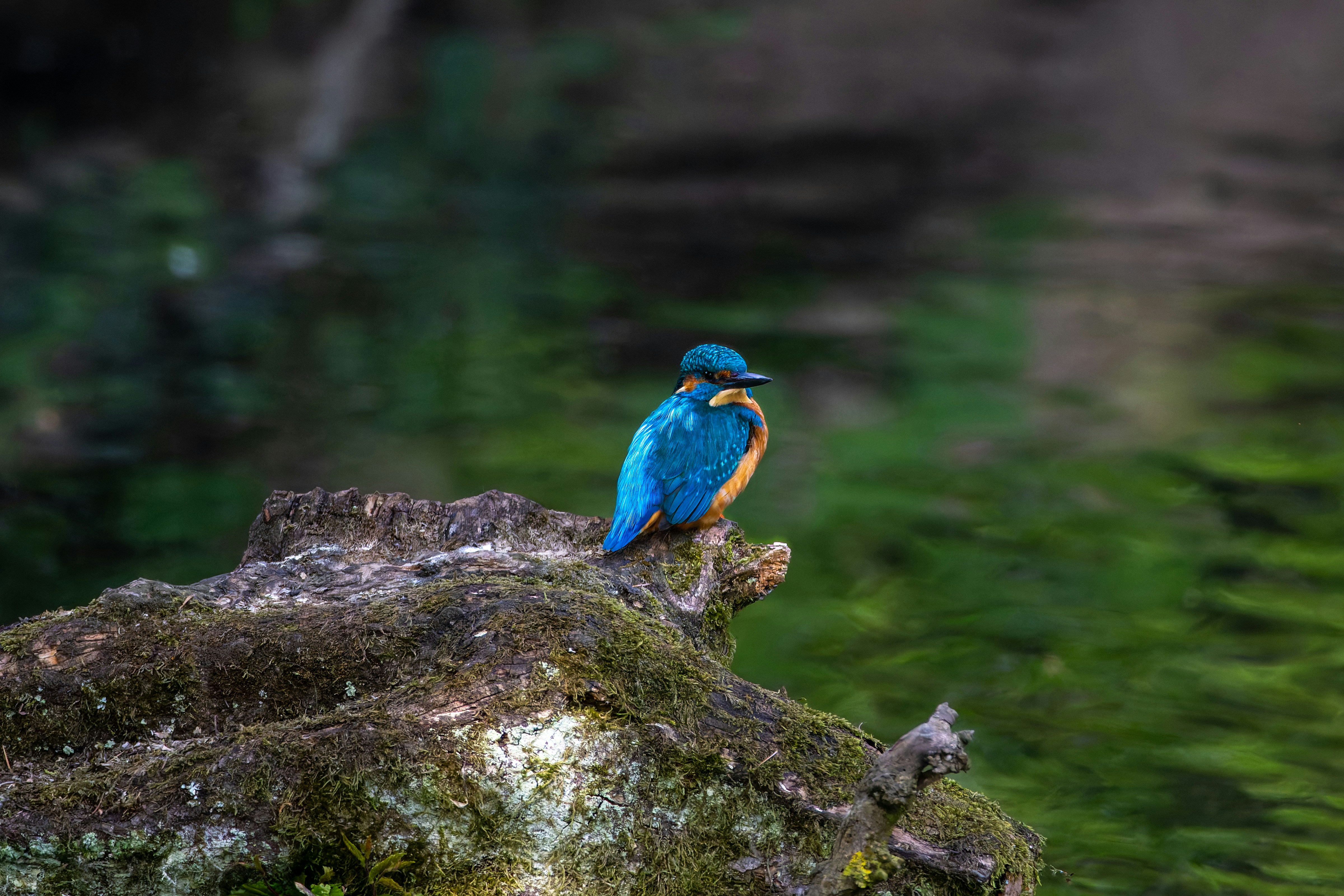 Photo by siegfriedpoepperl