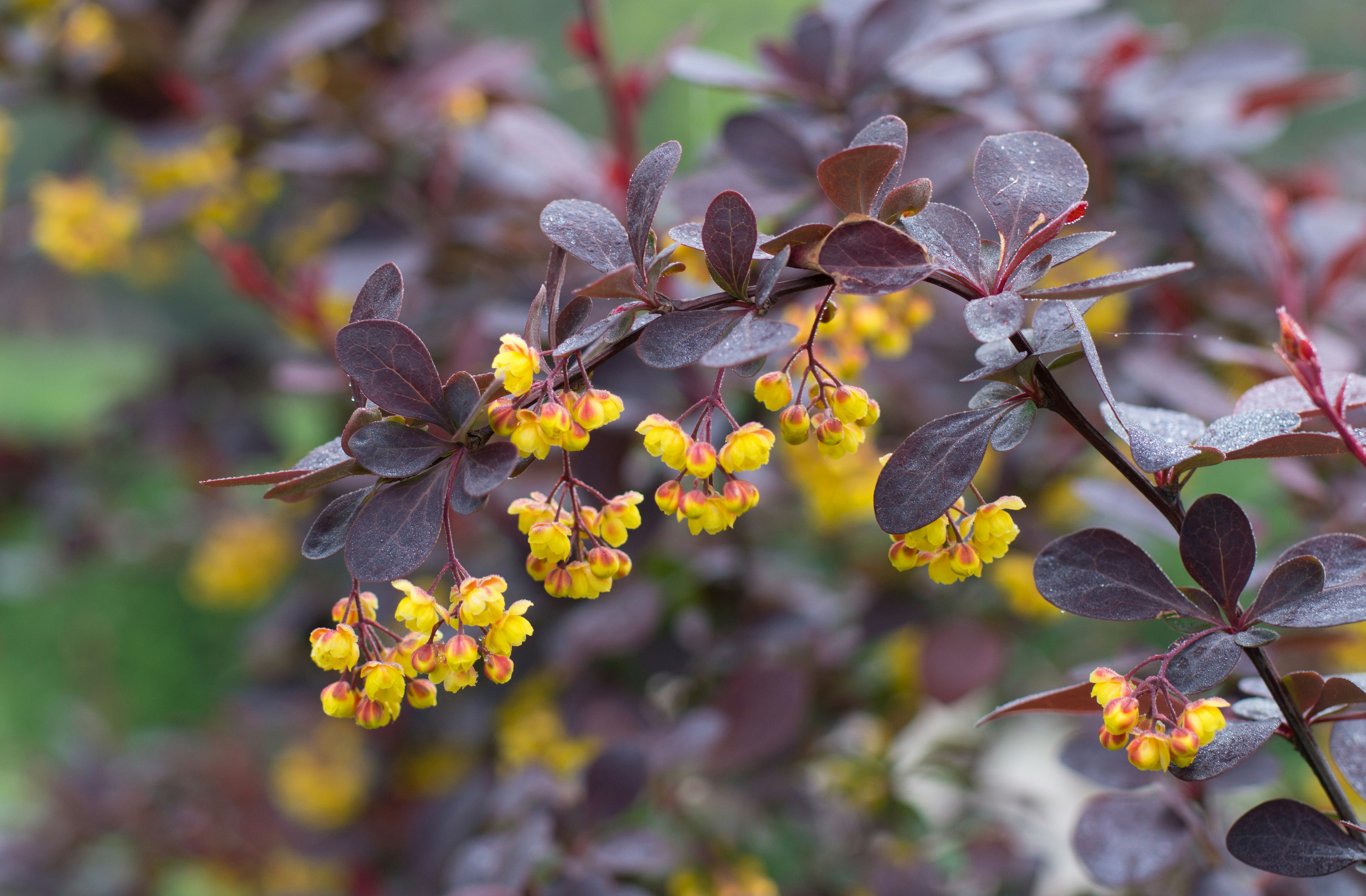 Purple leaves and yellow flowers of a plant