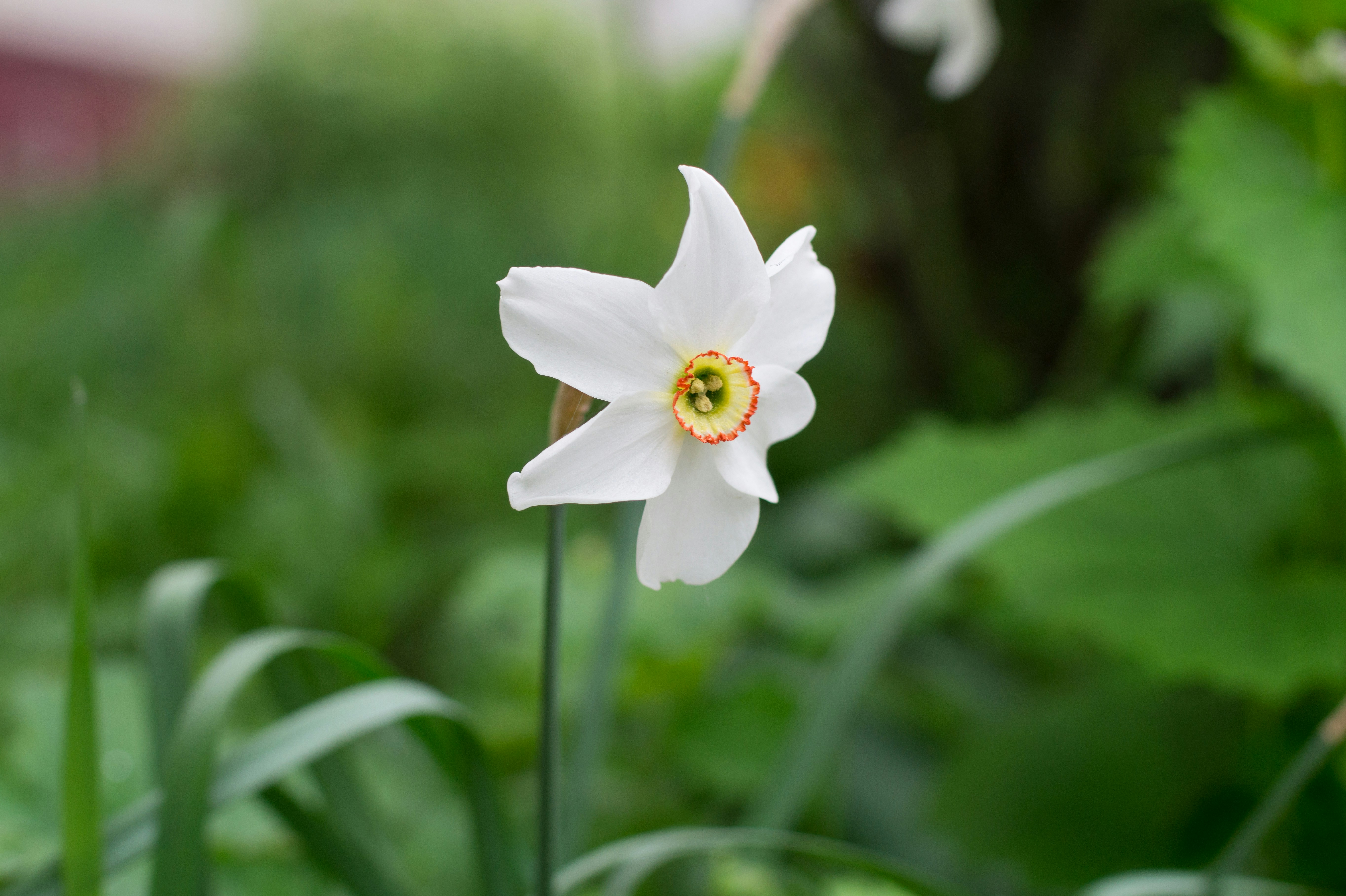 A white flower stands out against greenery