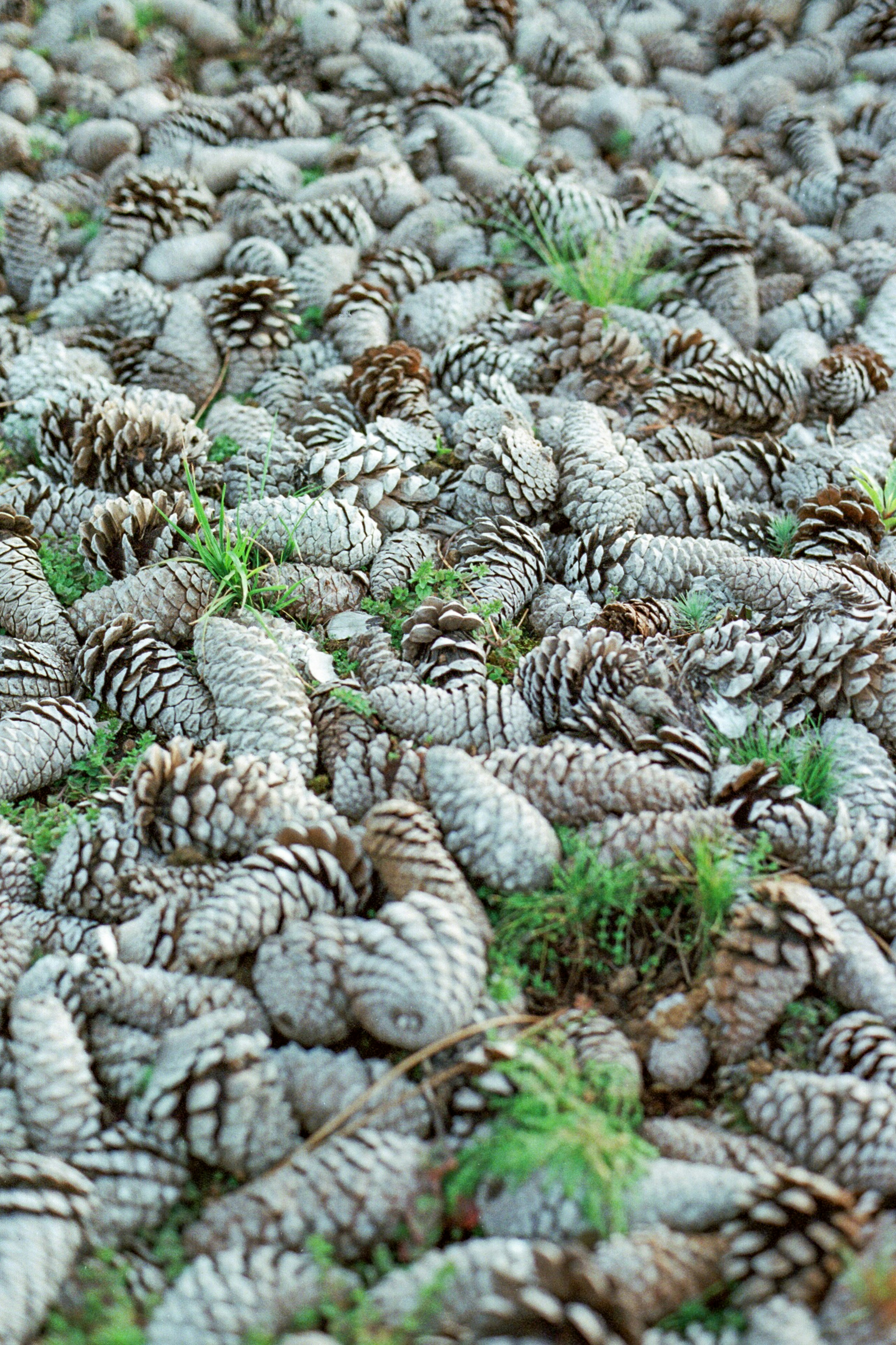 Photo by diogo_ferrer