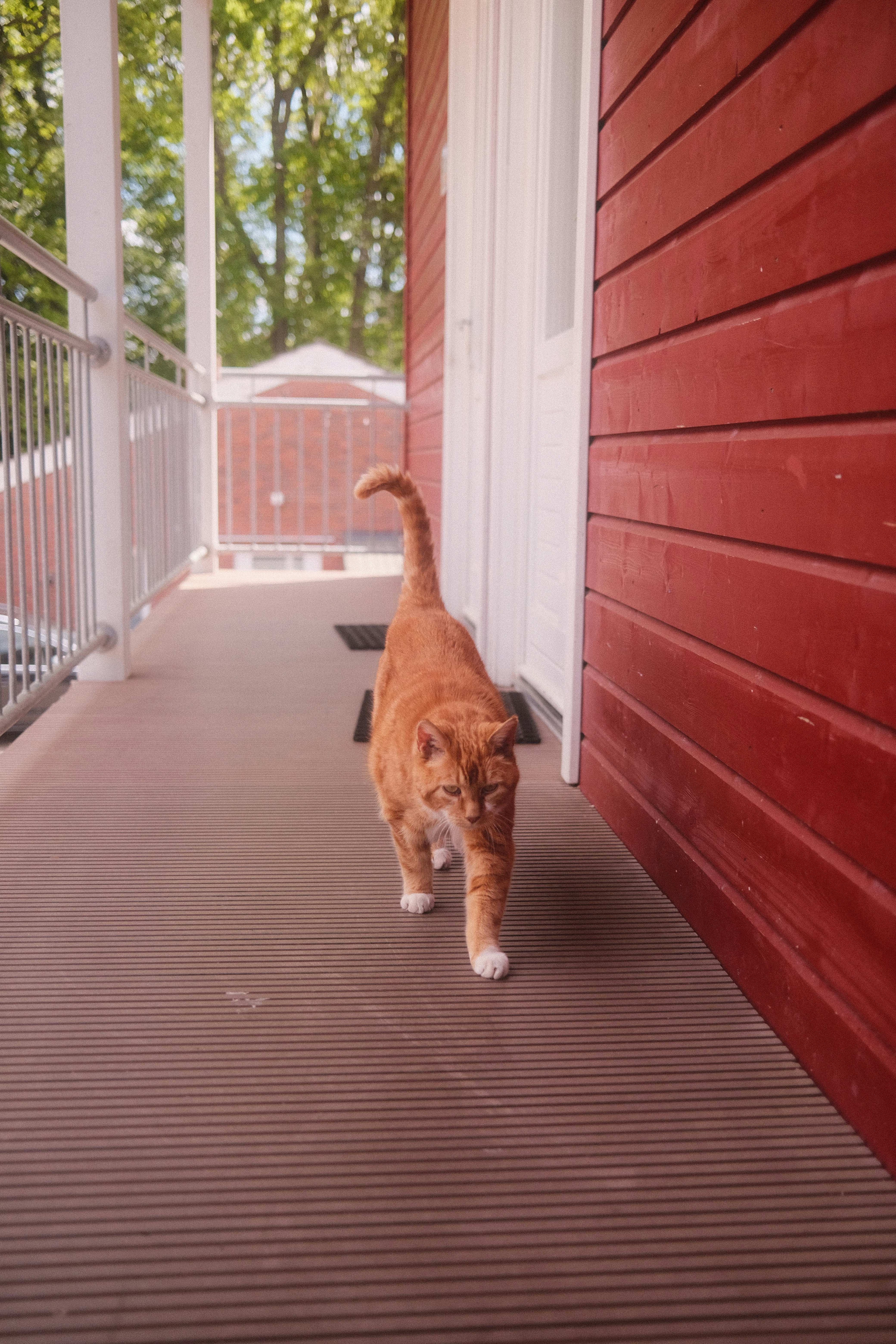 Eine orangefarbene Katze läuft auf einer Veranda.