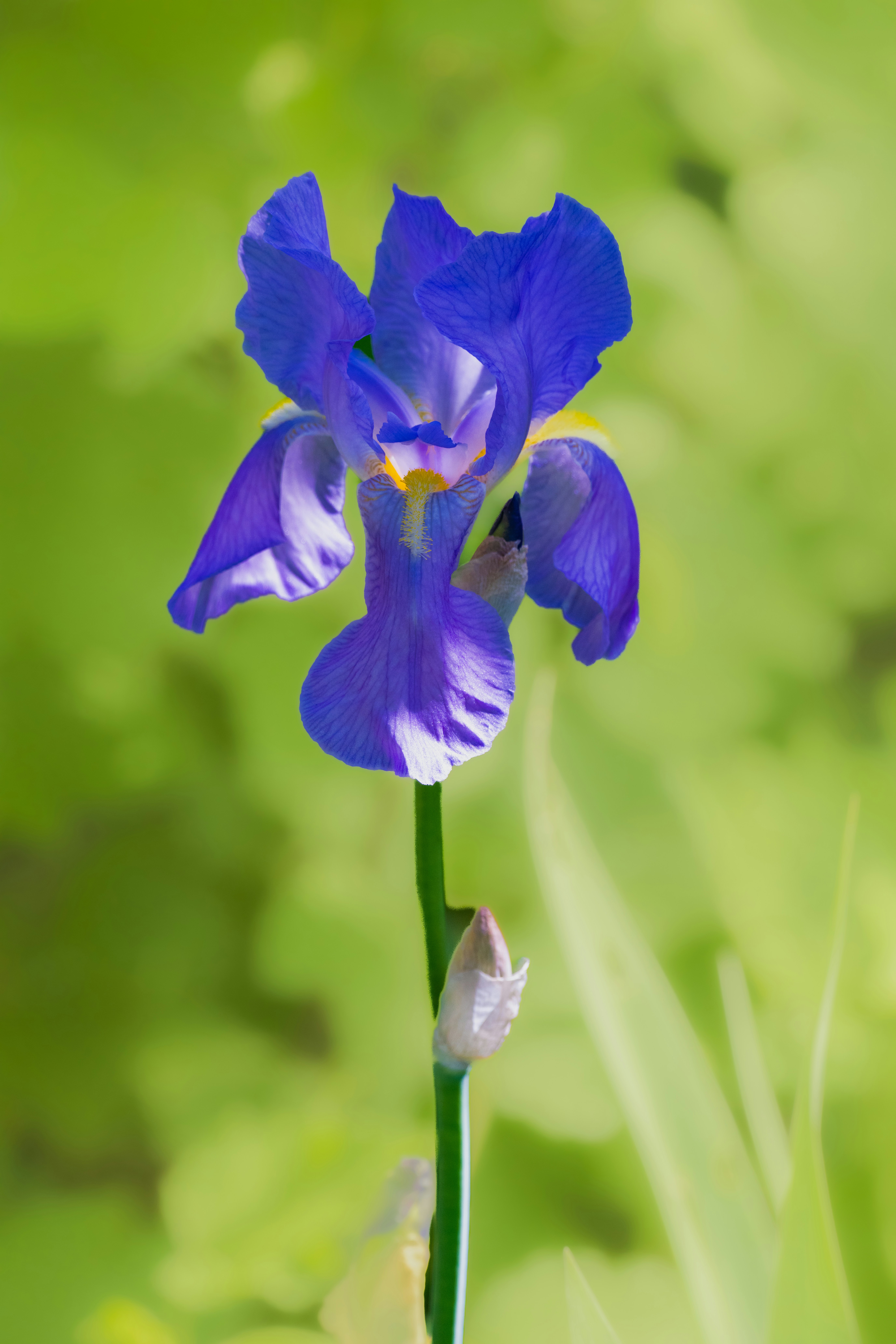 Photo by siegfriedpoepperl