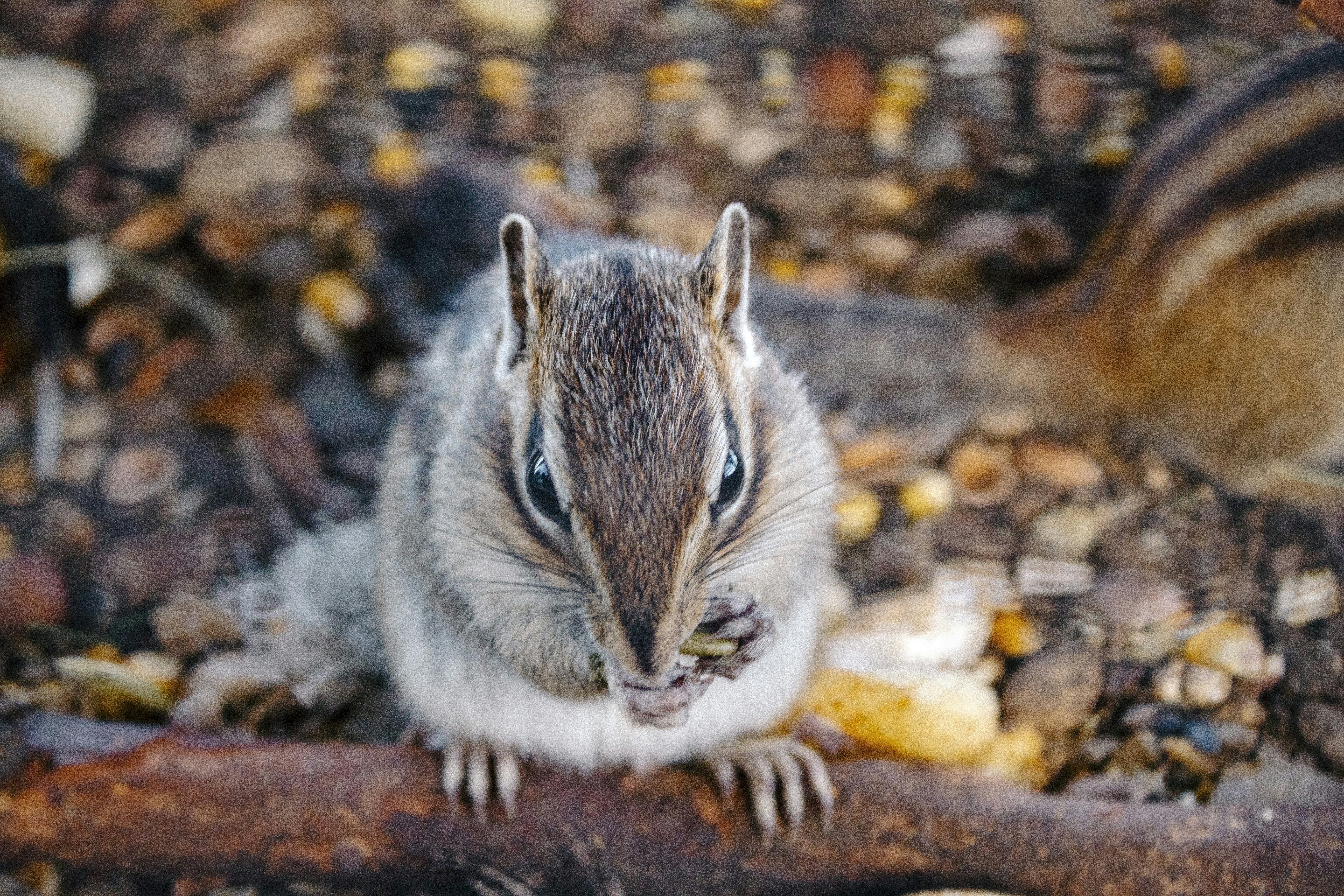 Photo by sporisevicphotography