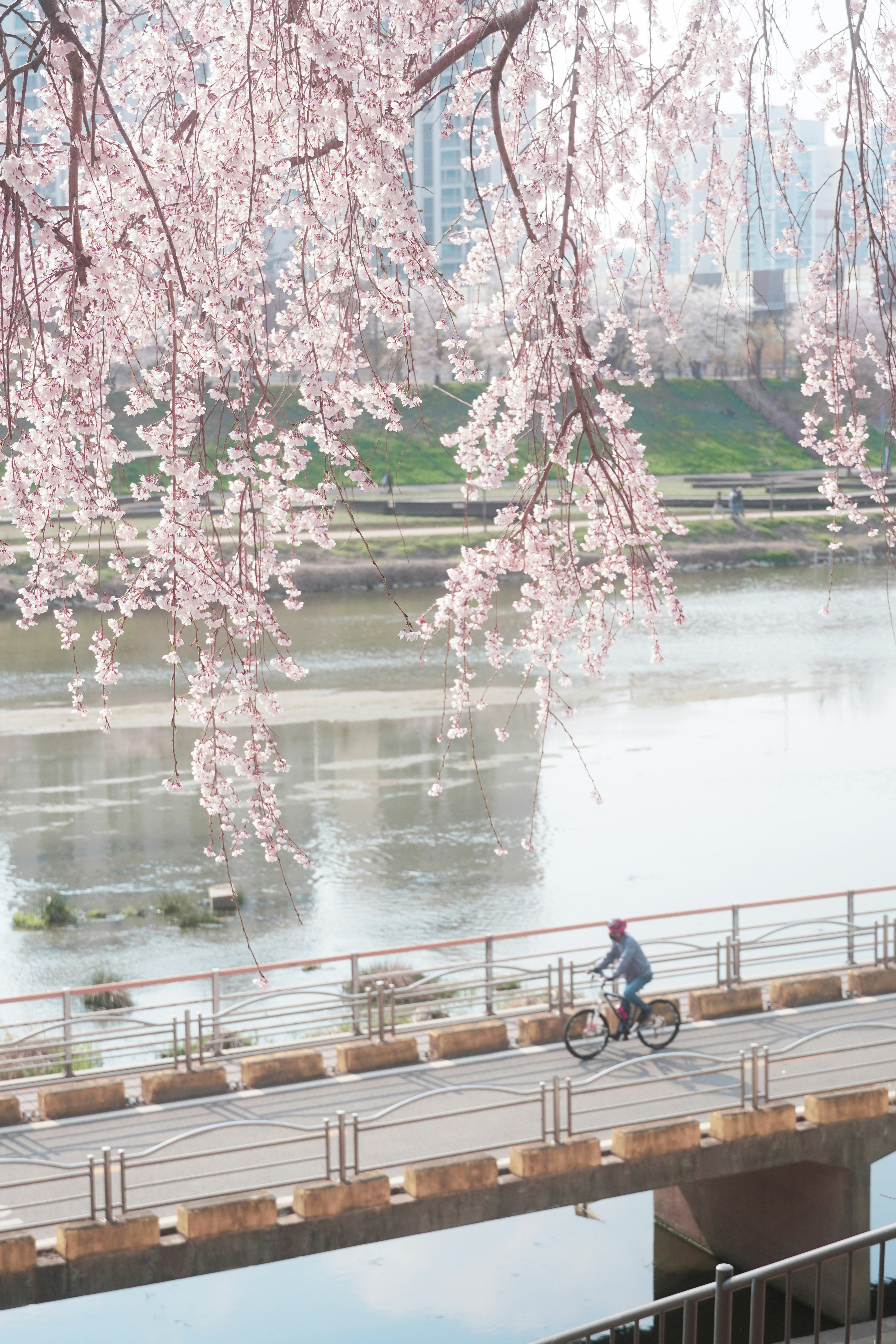 Photo by lifeinkorea