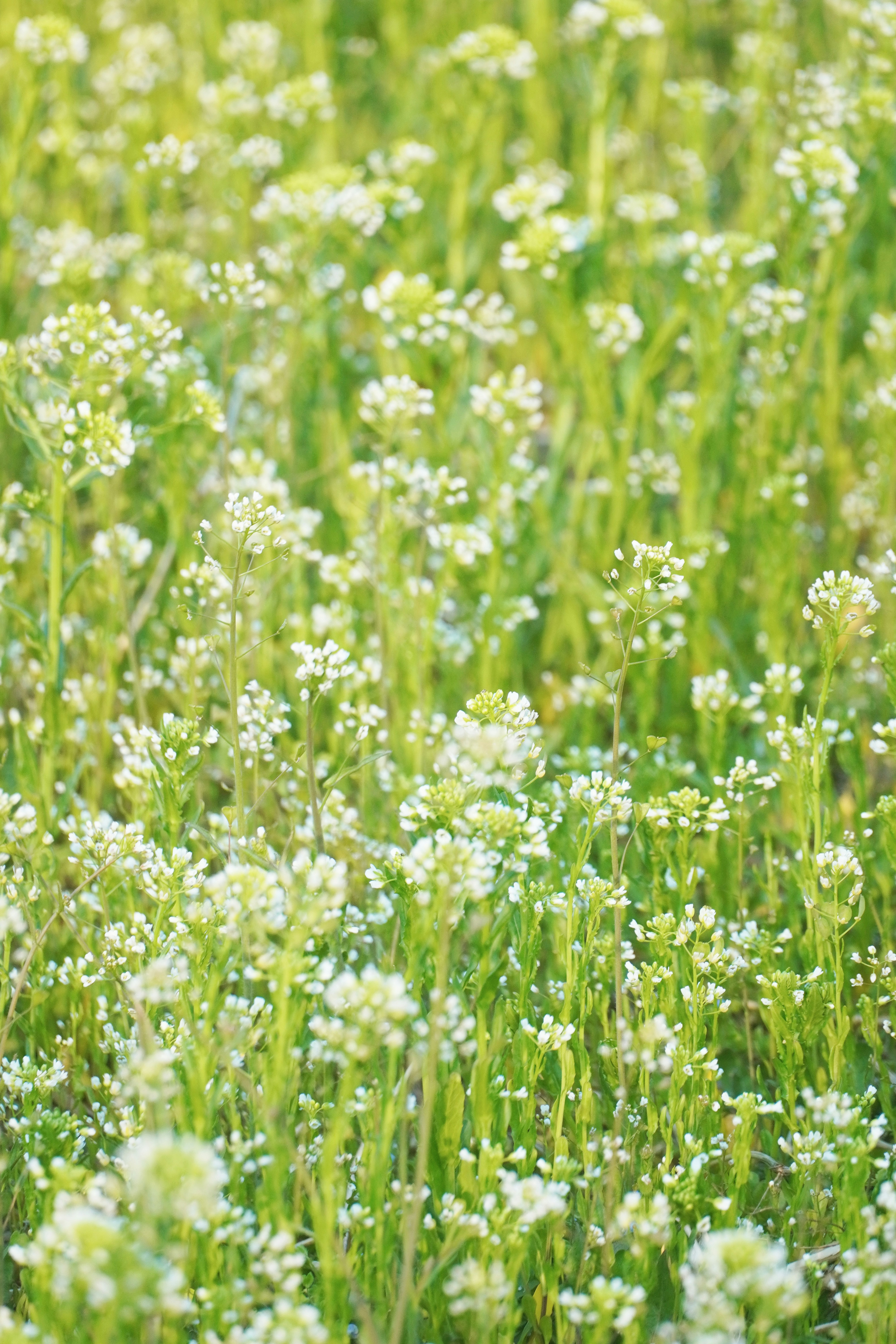 Photo by lifeinkorea