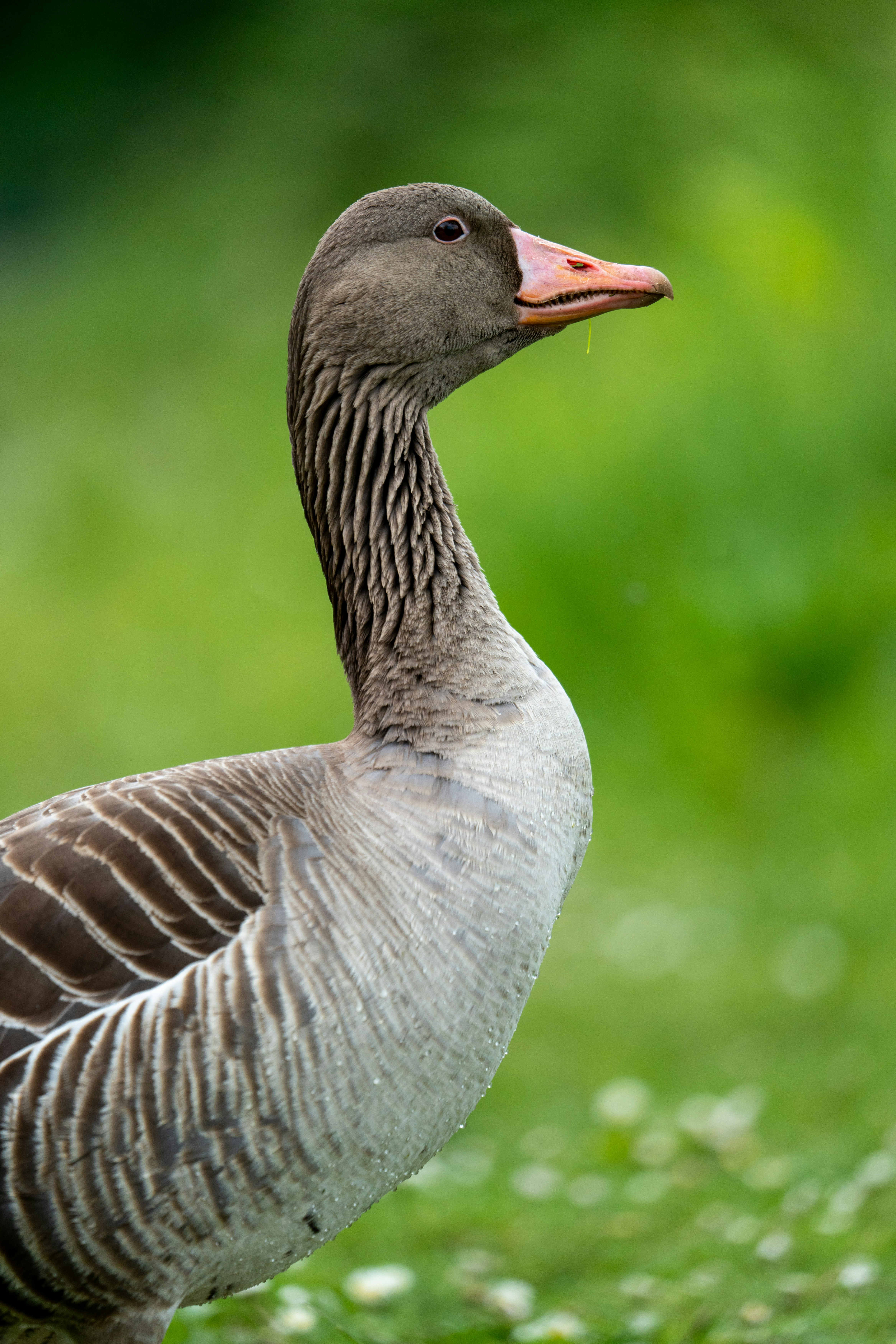 Eine Gans posiert anmutig vor einem grünen Hintergrund.