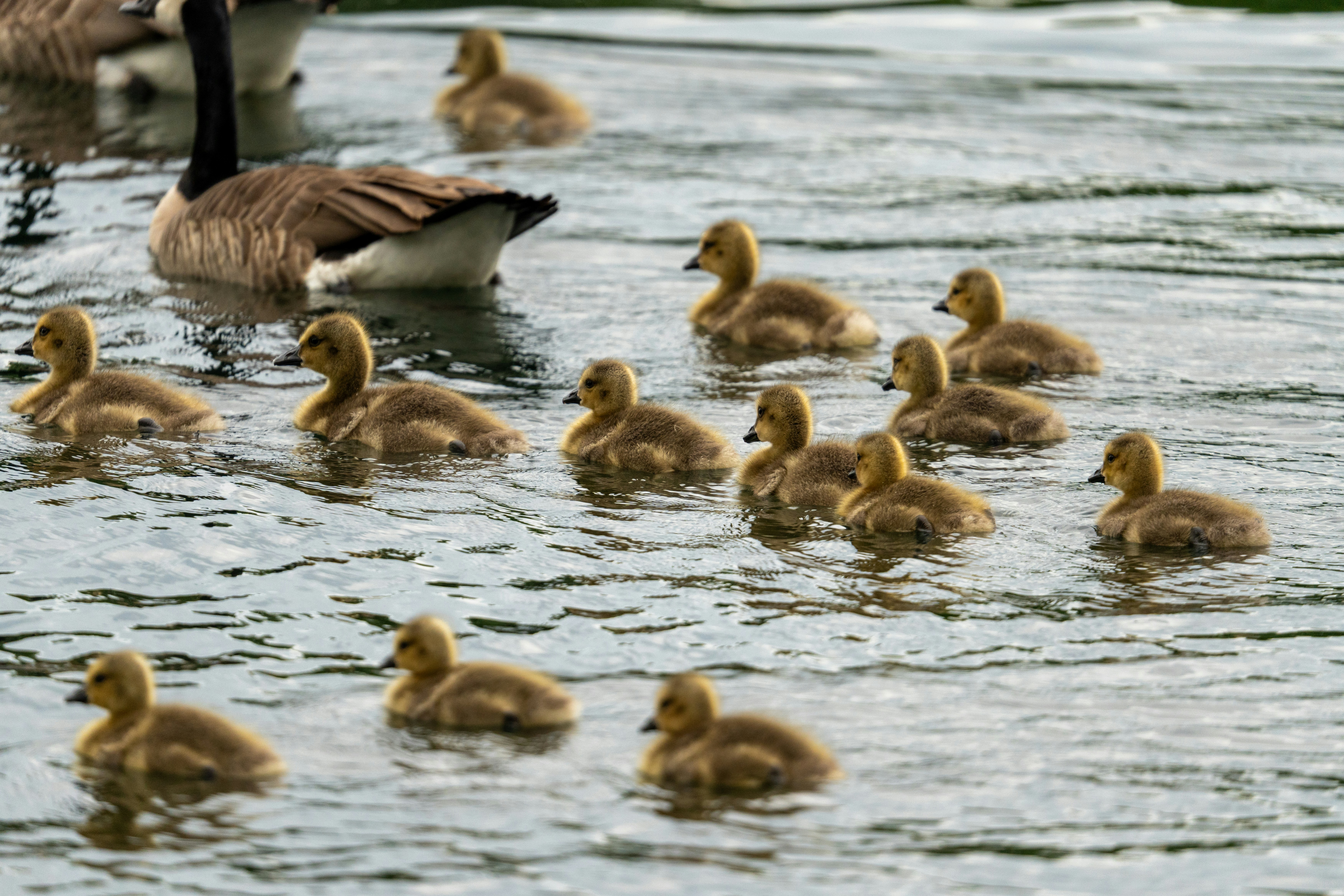 Gänse und ihre Gänse schwimmen im Wasser.