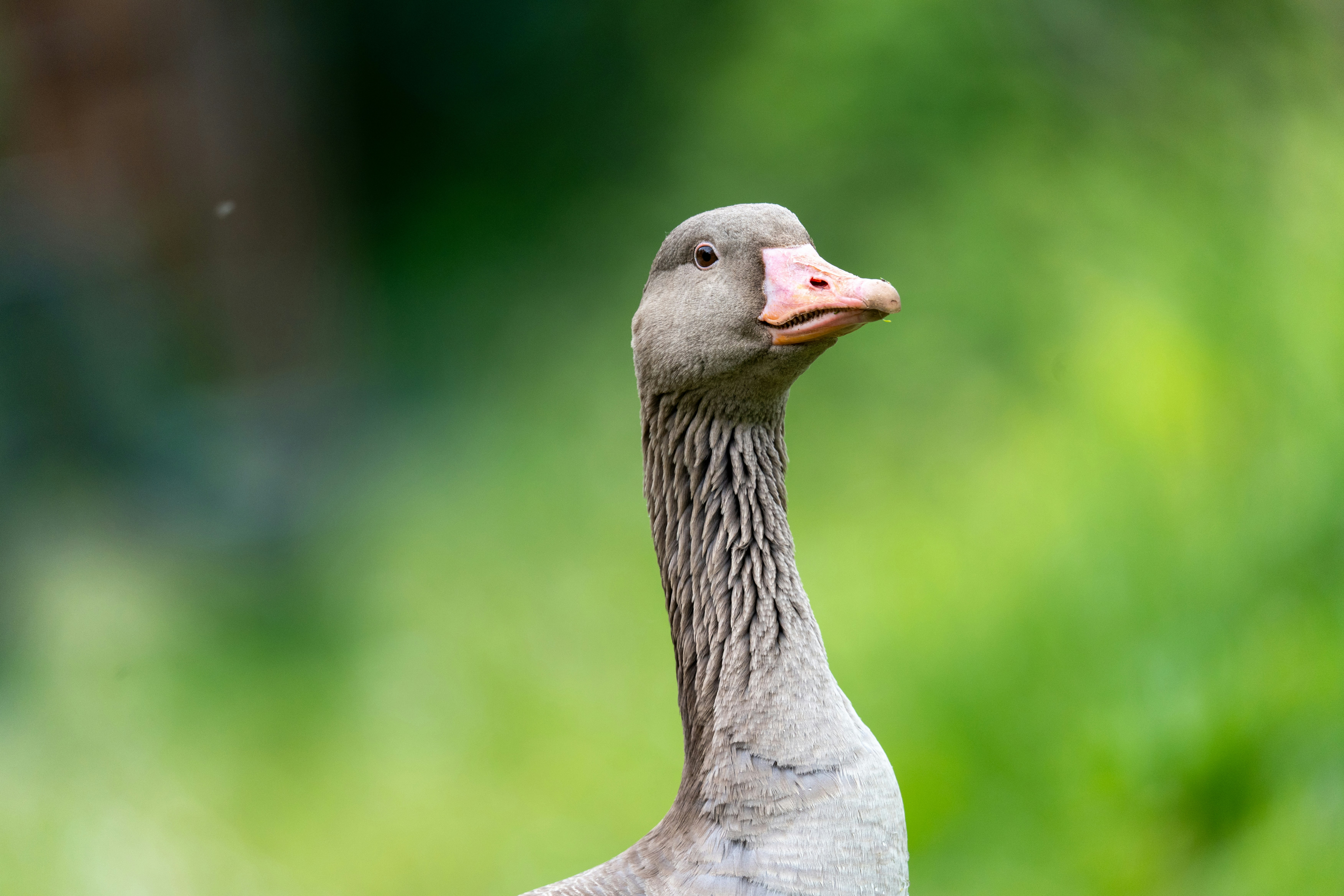 Eine Gans posiert anmutig vor einem grünen Hintergrund.