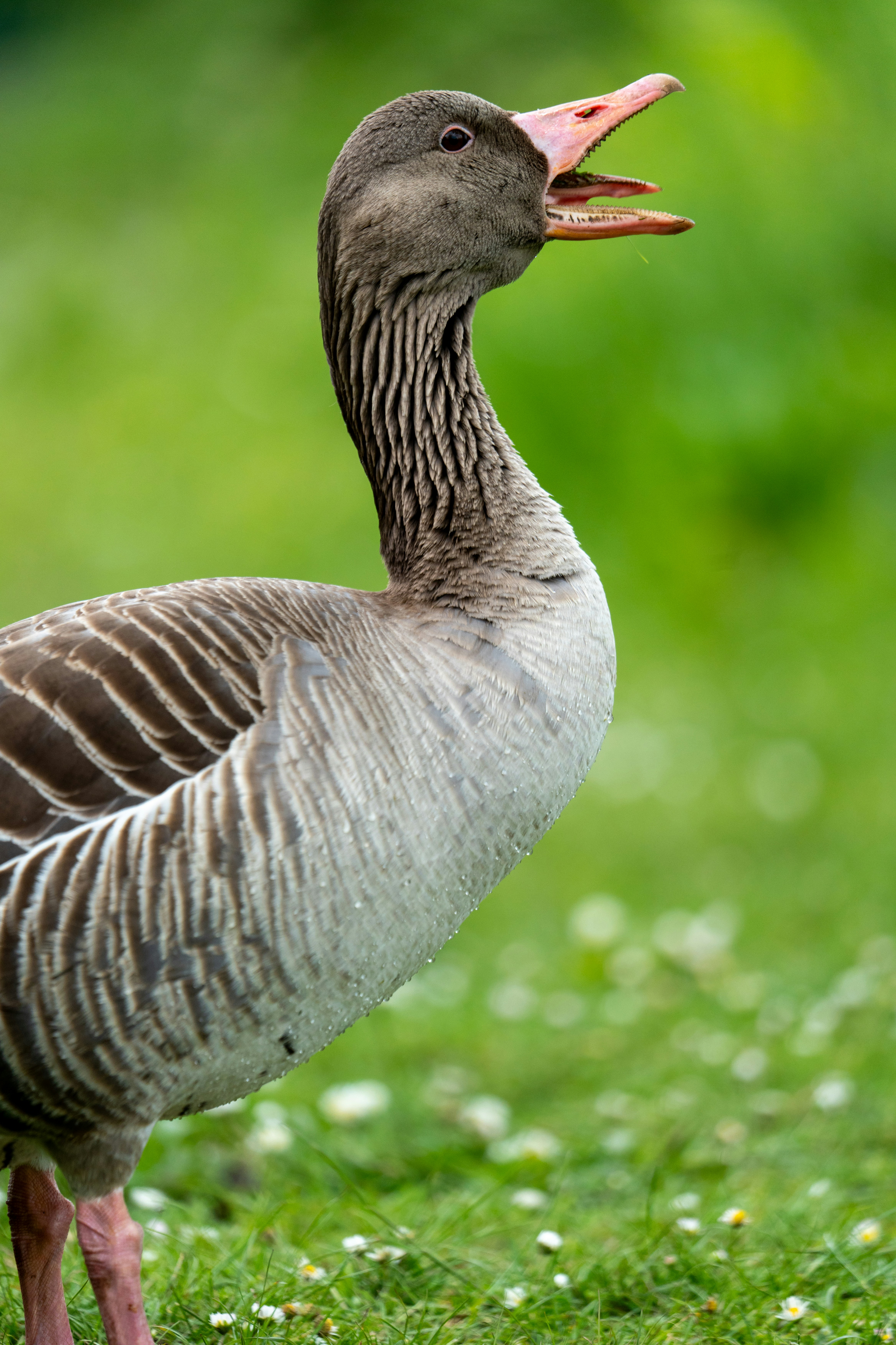 Eine Gans hupt mit offenem Maul.