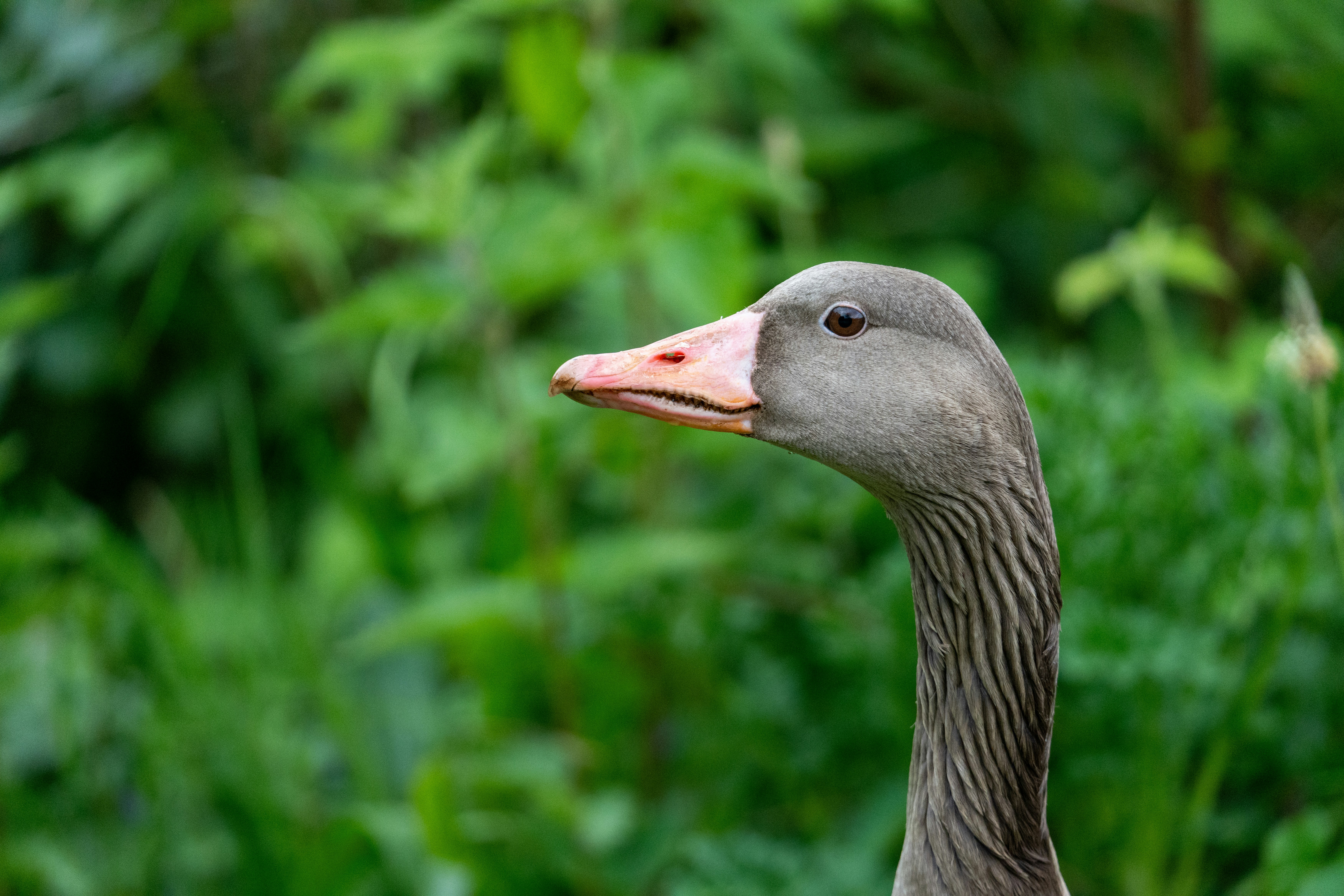 Eine Gans schaut wachsam über ihre Schulter.